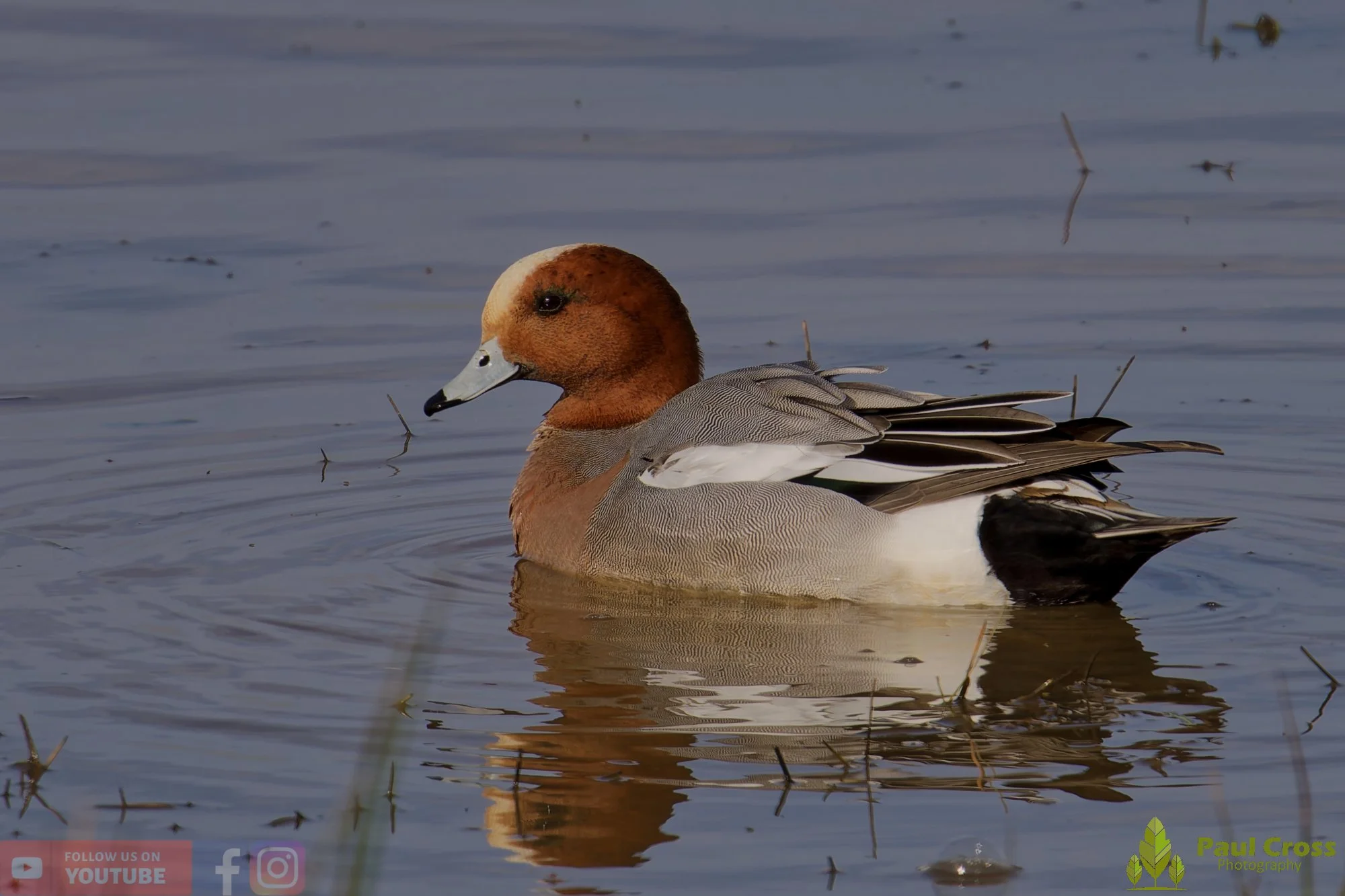 Eurasian Wigeon-00027.jpg