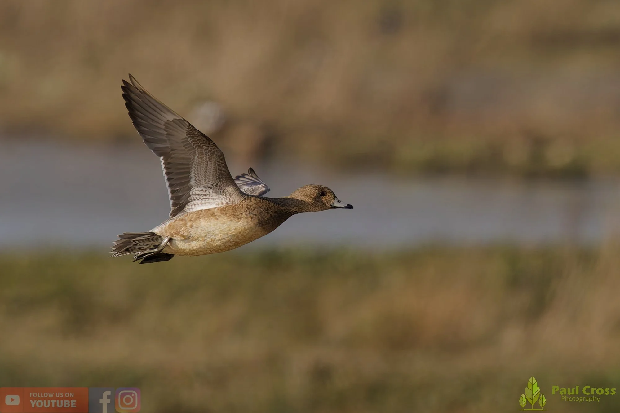Eurasian Wigeon-00028.jpg