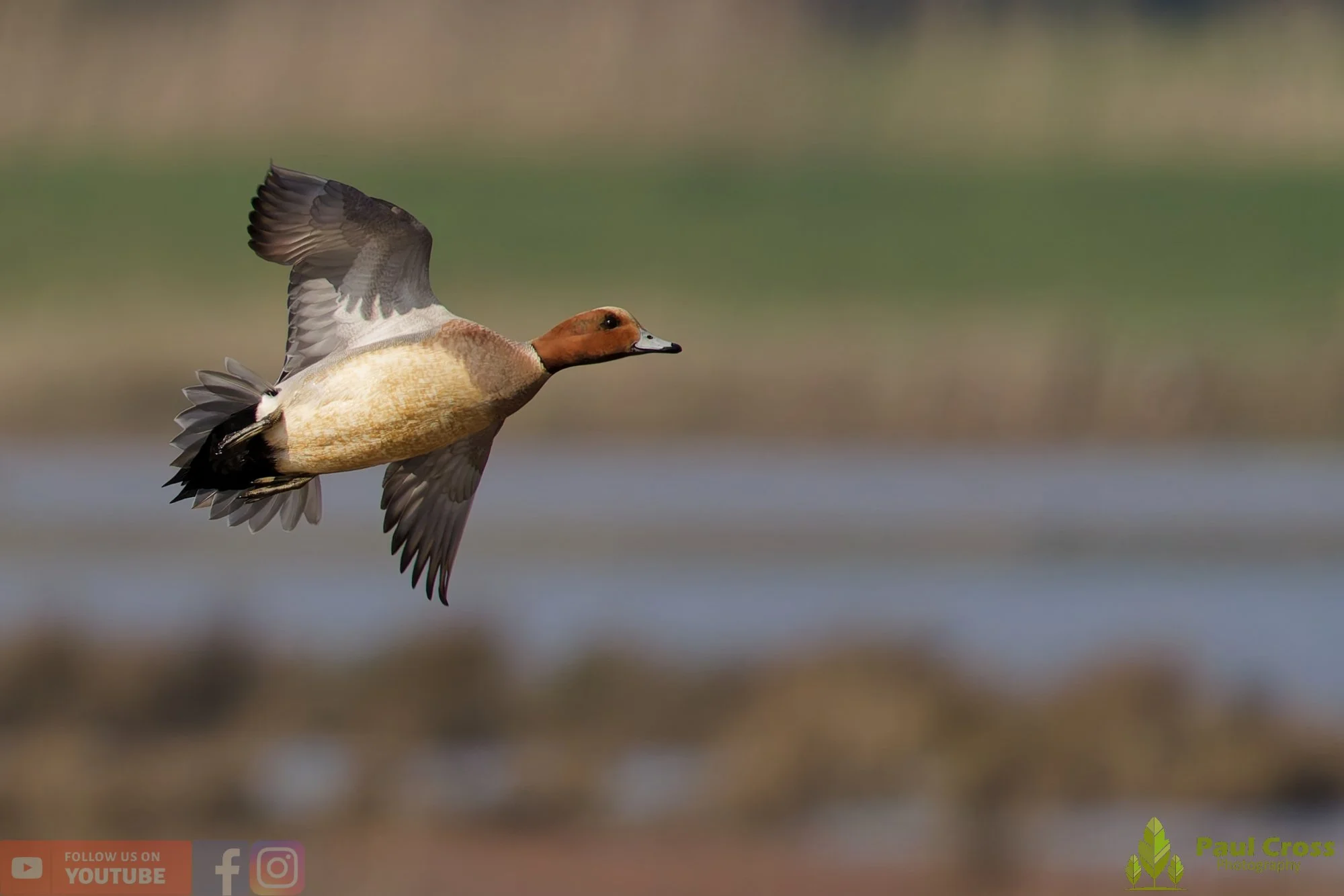 Eurasian Wigeon-00029.jpg
