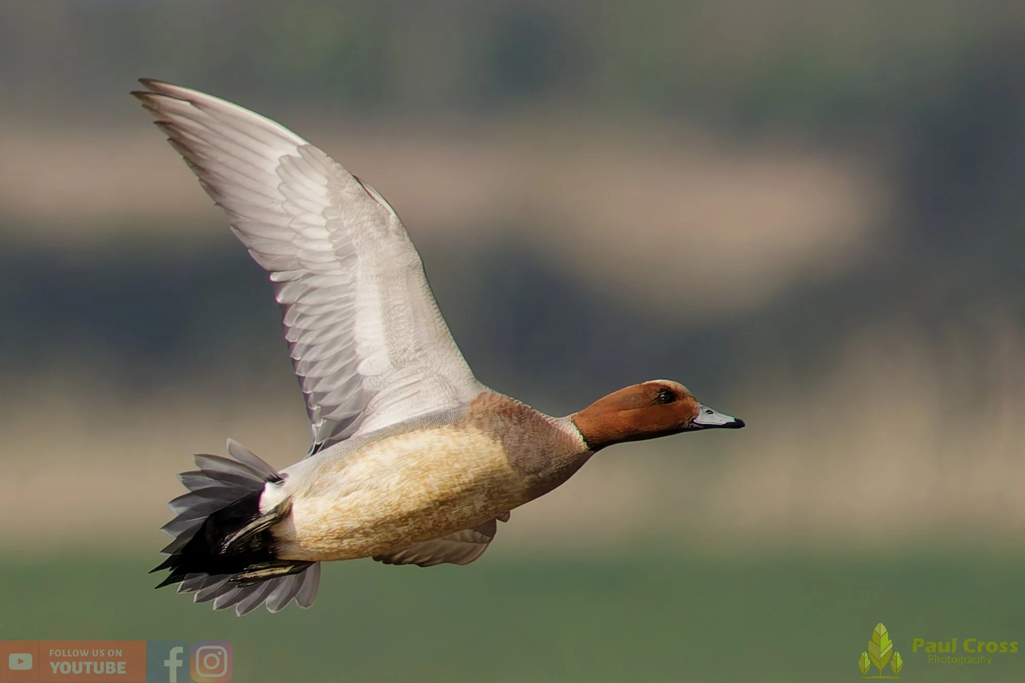 Eurasian Wigeon-00030.jpg