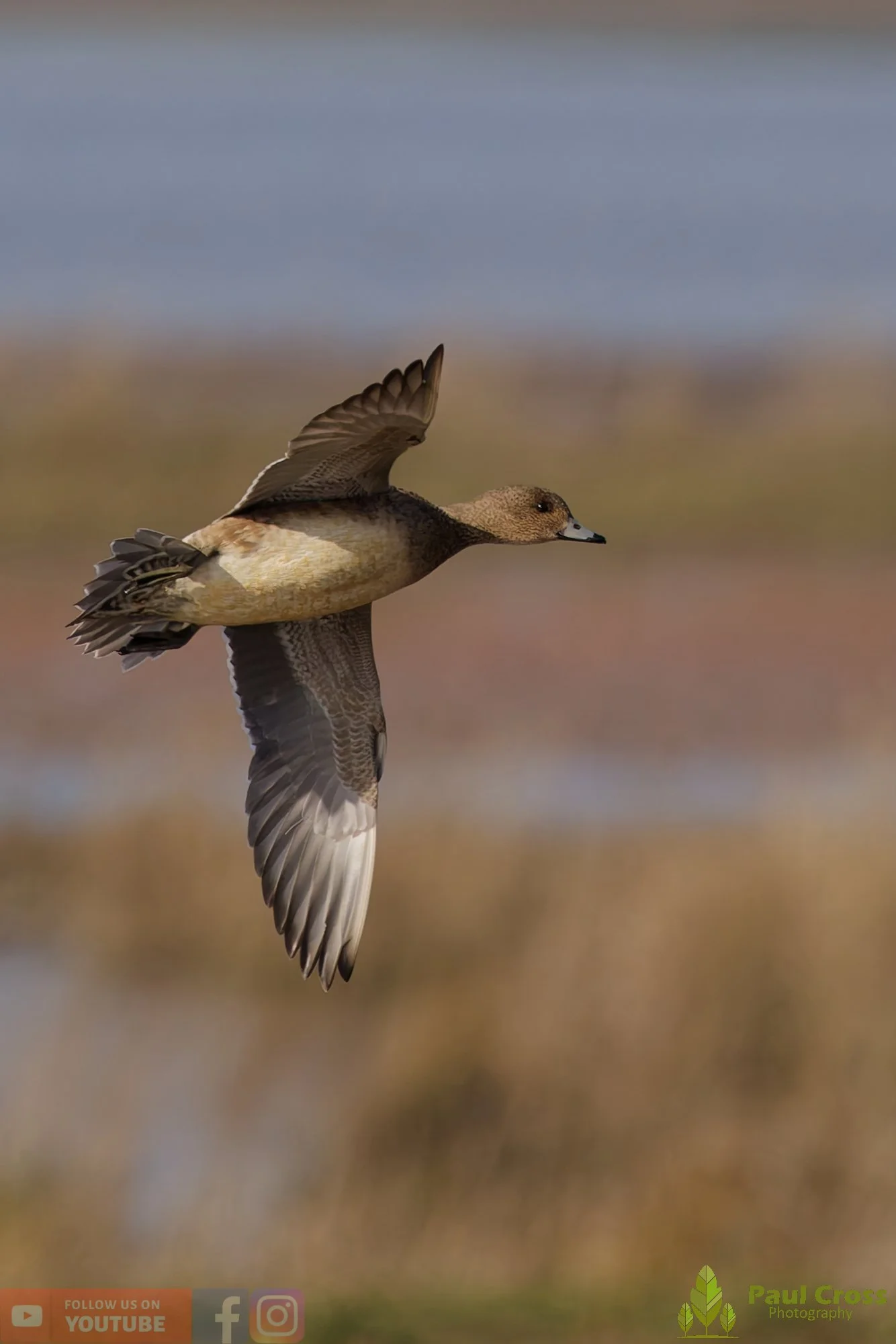 Eurasian Wigeon-00031.jpg