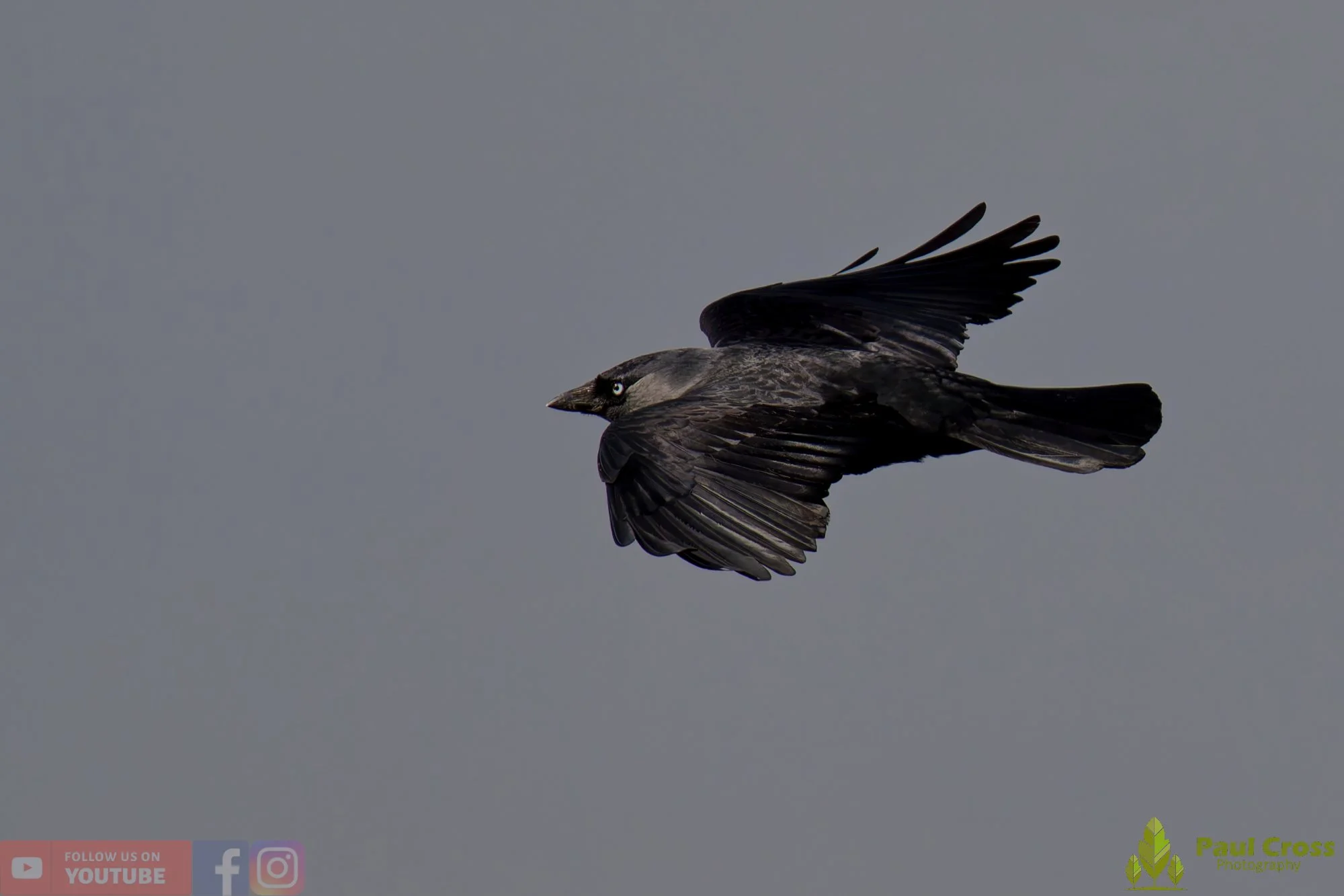 Jackdaw-00018.jpg