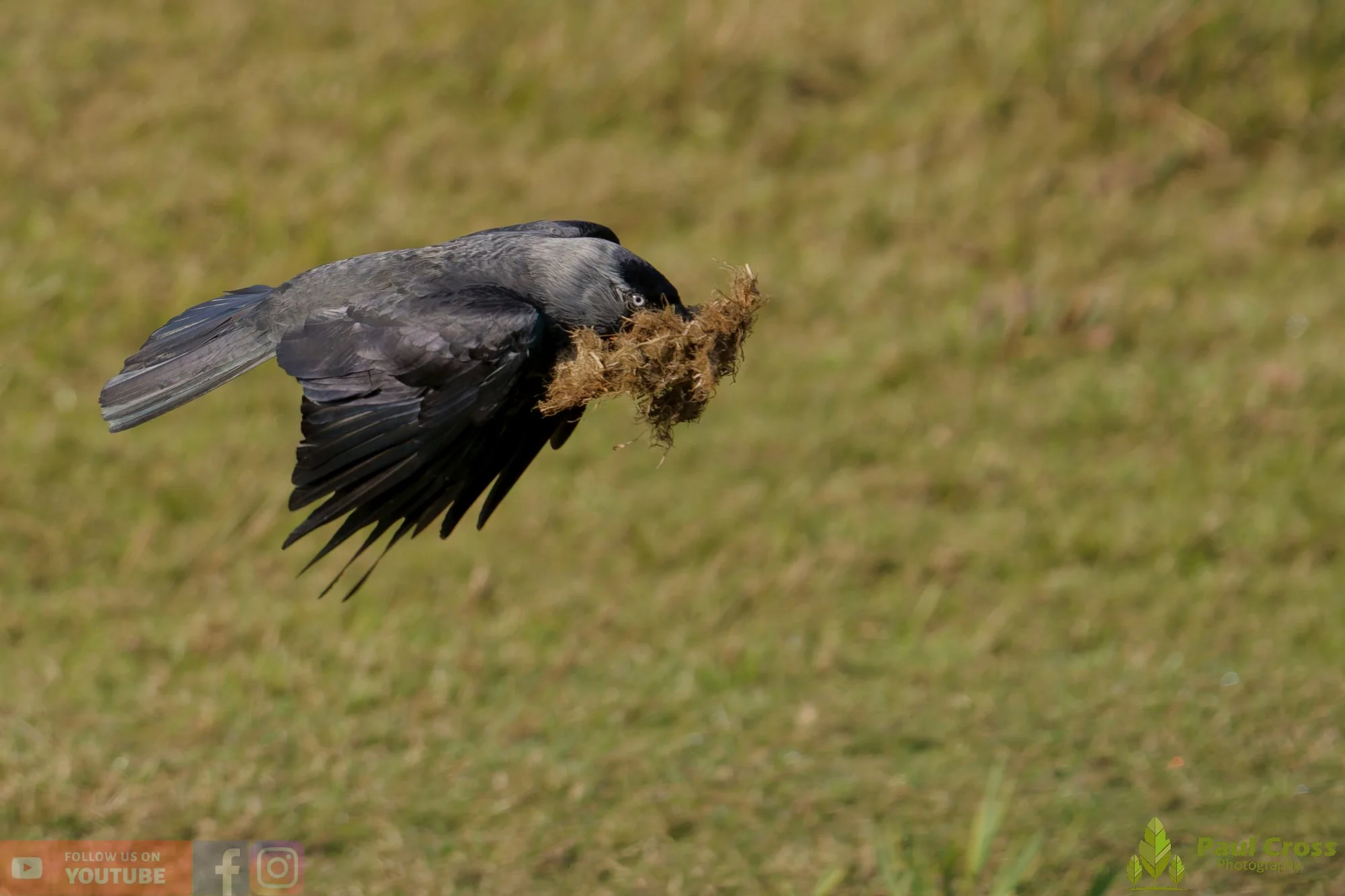 Jackdaw-00020.jpg