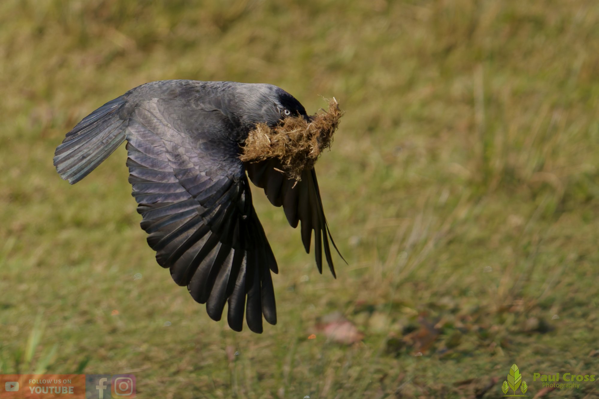 Jackdaw-00021.jpg