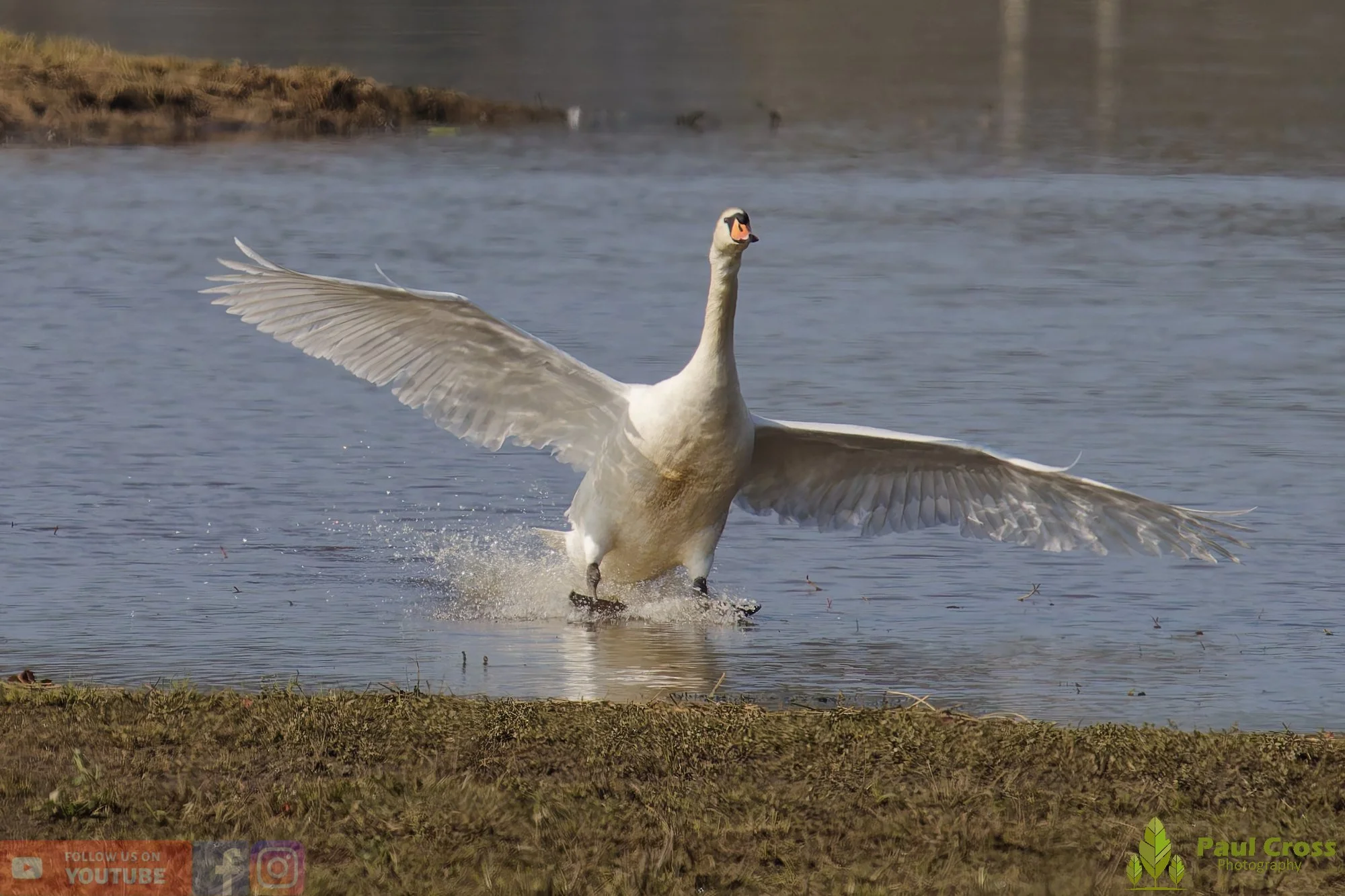 Mute Swan-00284_raw.jpg
