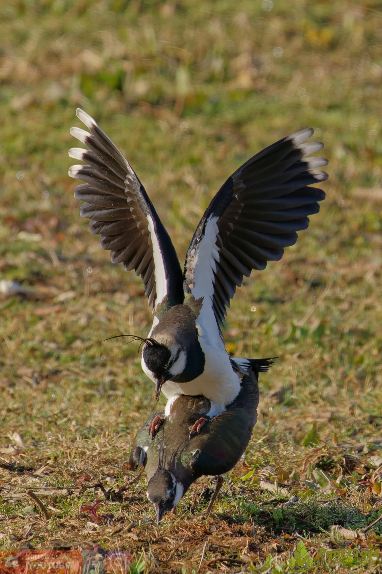 Northern lapwing-00136.jpg