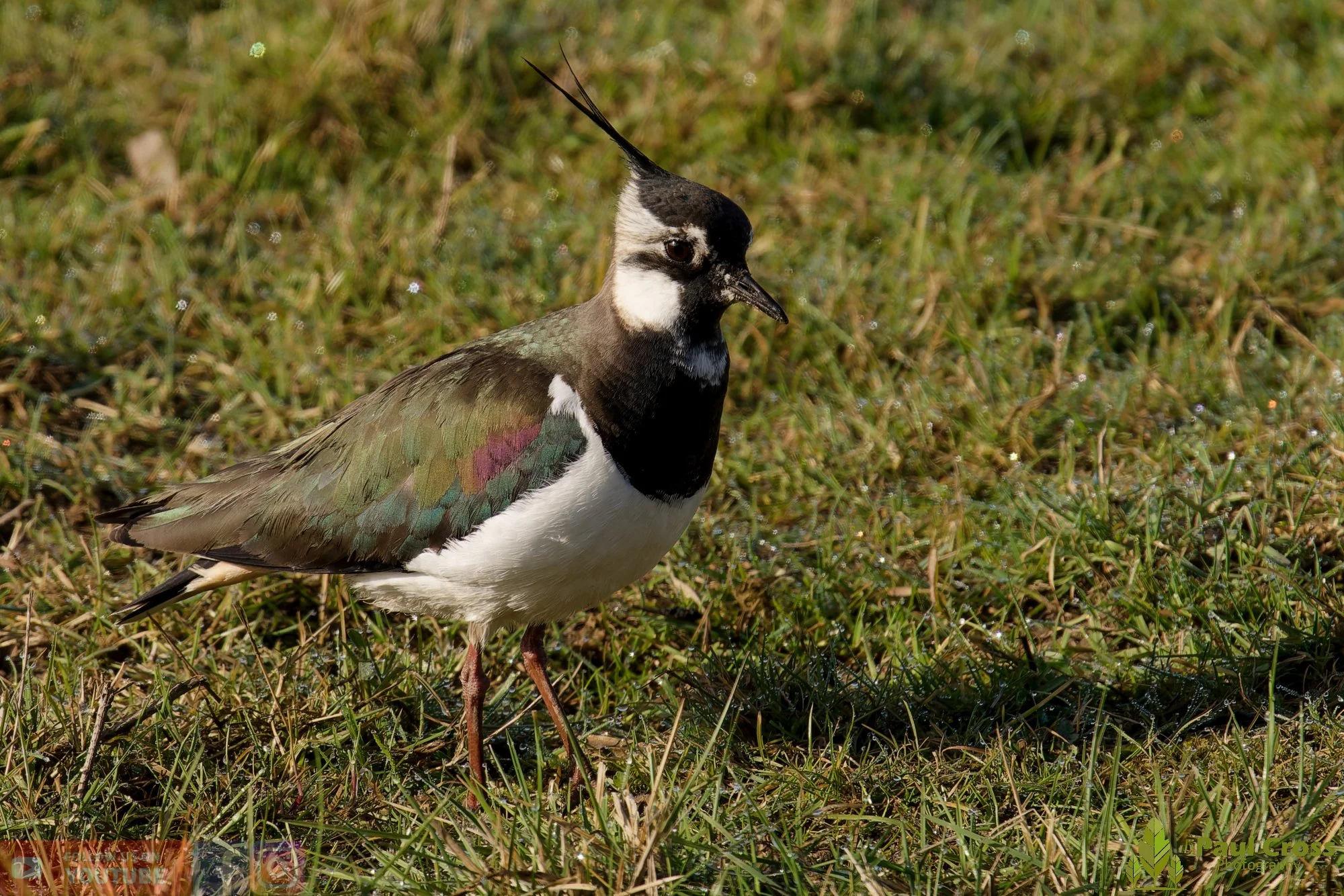 Northern lapwing-00137.jpg