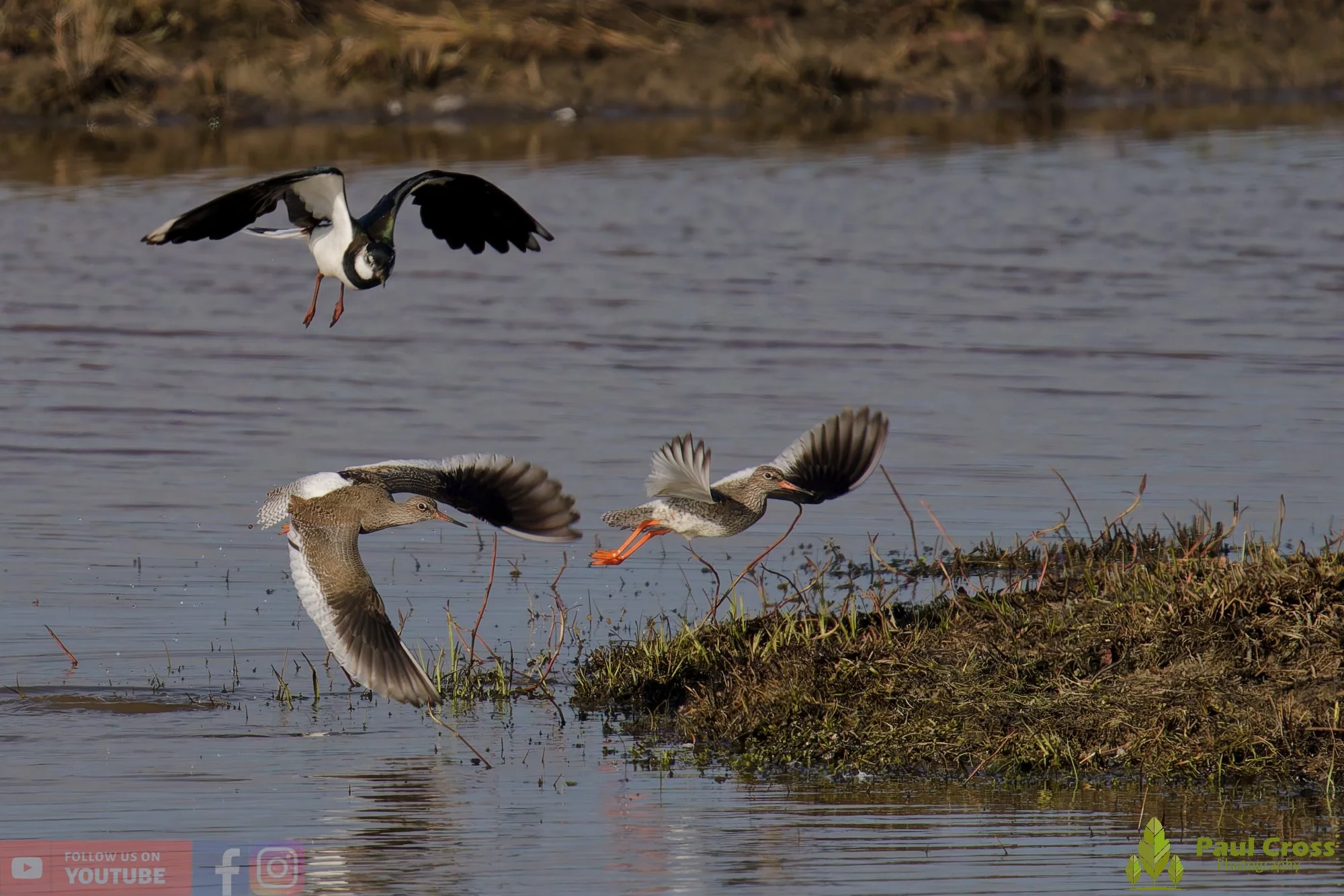 Northern lapwing-00138.jpg
