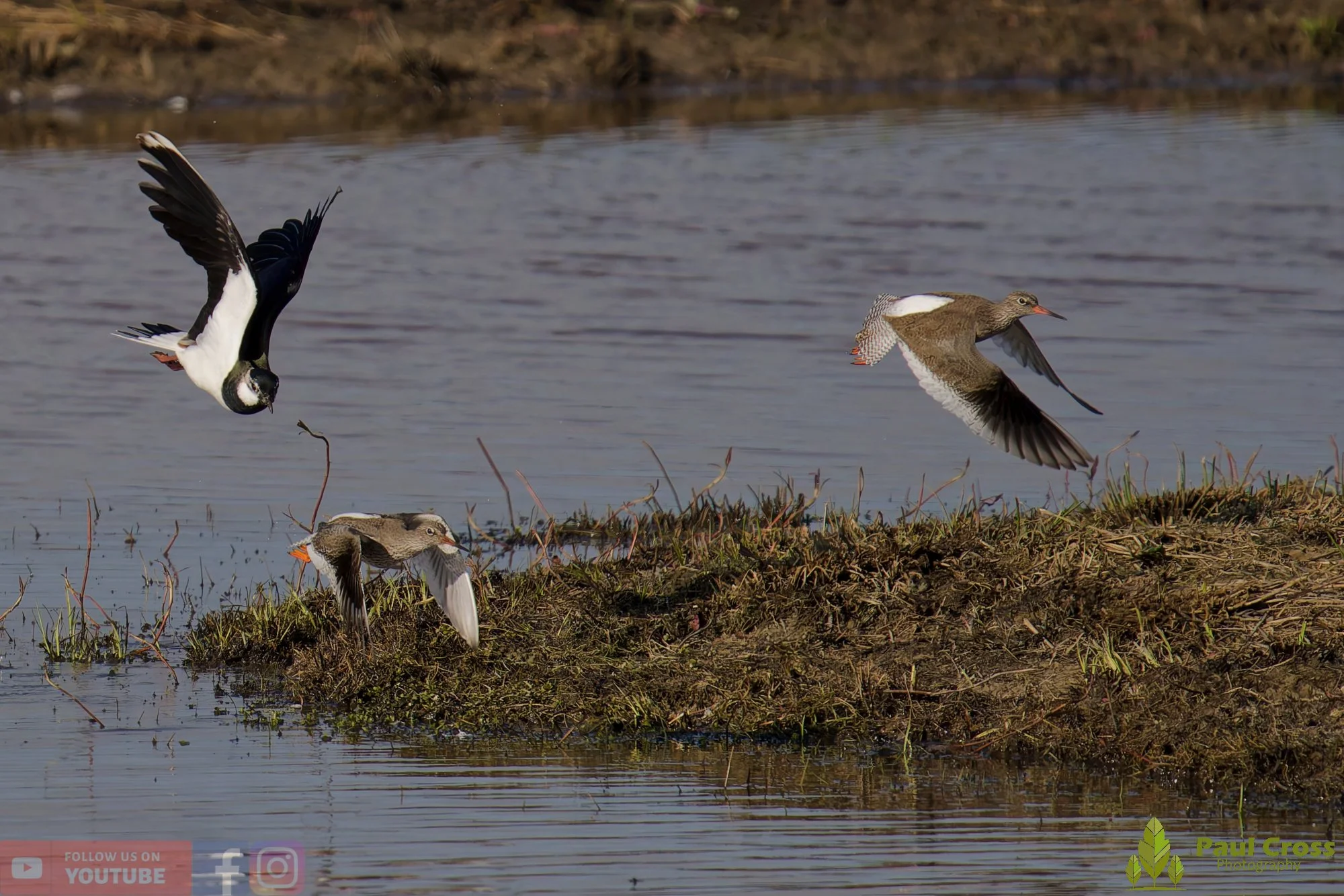 Northern lapwing-00139.jpg