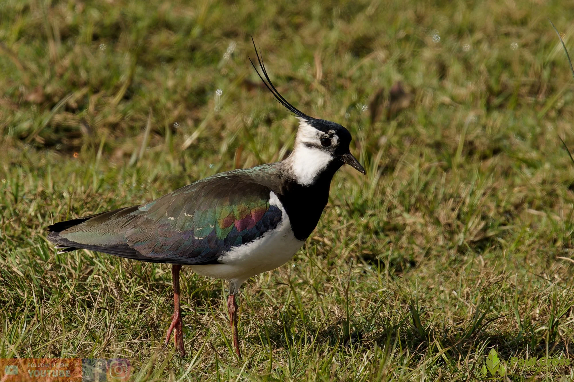 Northern lapwing-00140.jpg