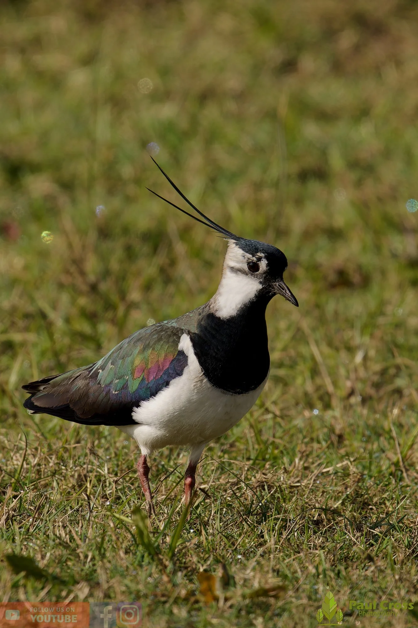 Northern lapwing-00141.jpg