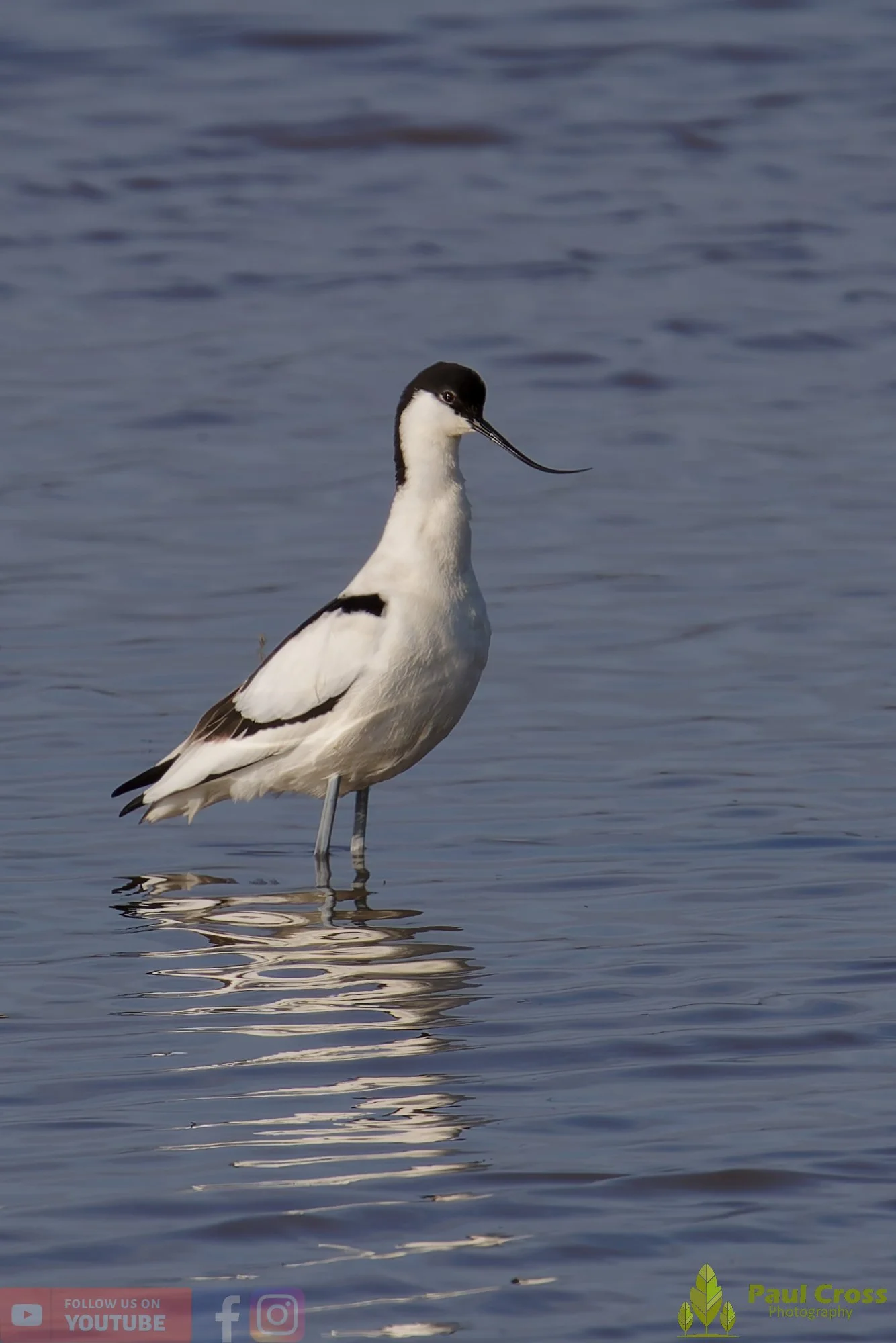 Pied Avocet-00216.jpg
