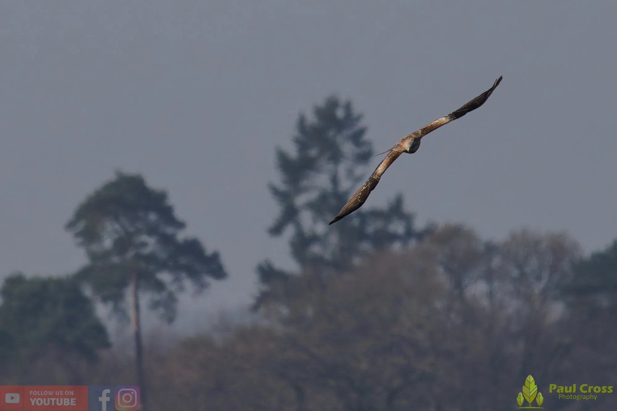 Red Kite-00453.jpg