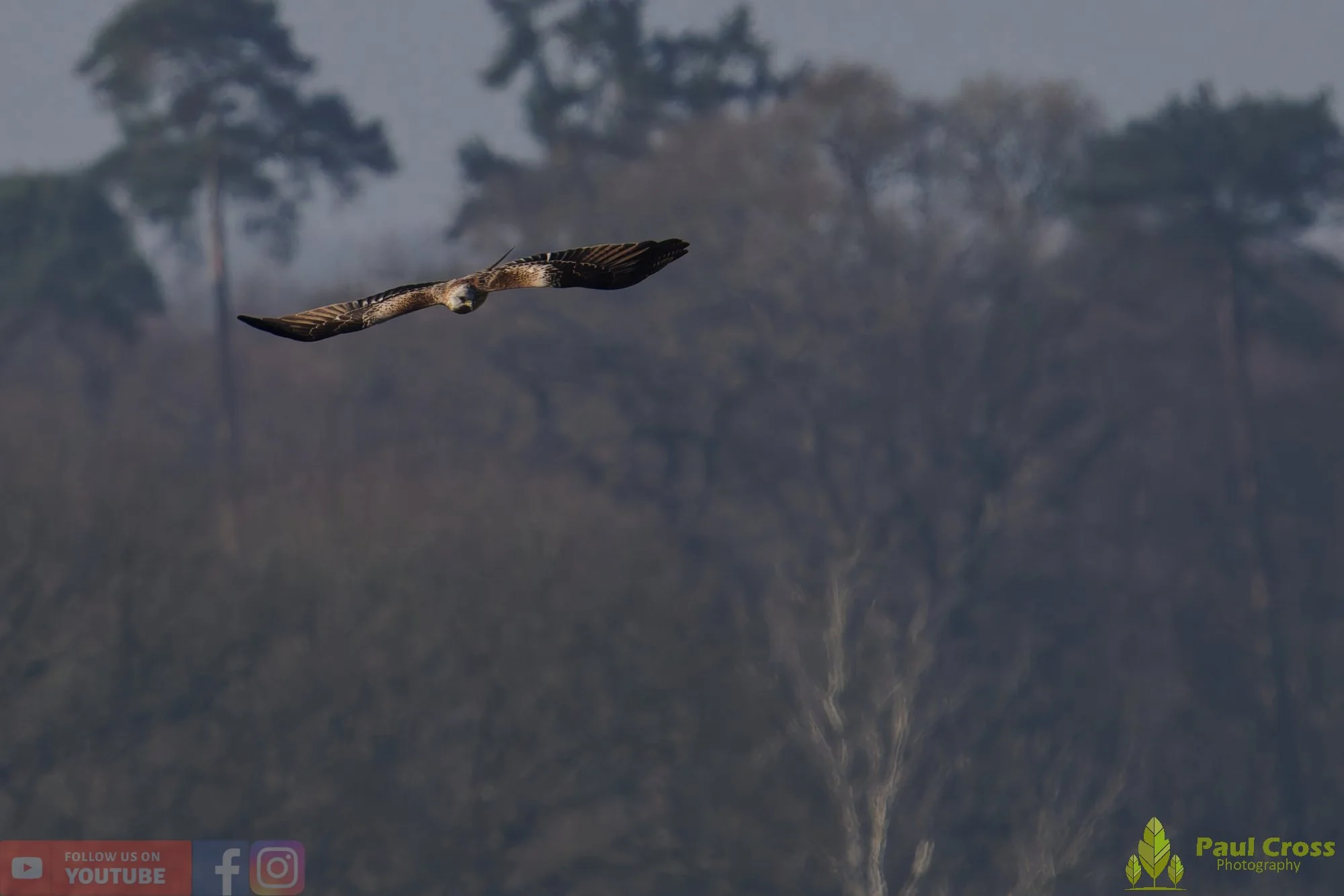 Red Kite-00454.jpg