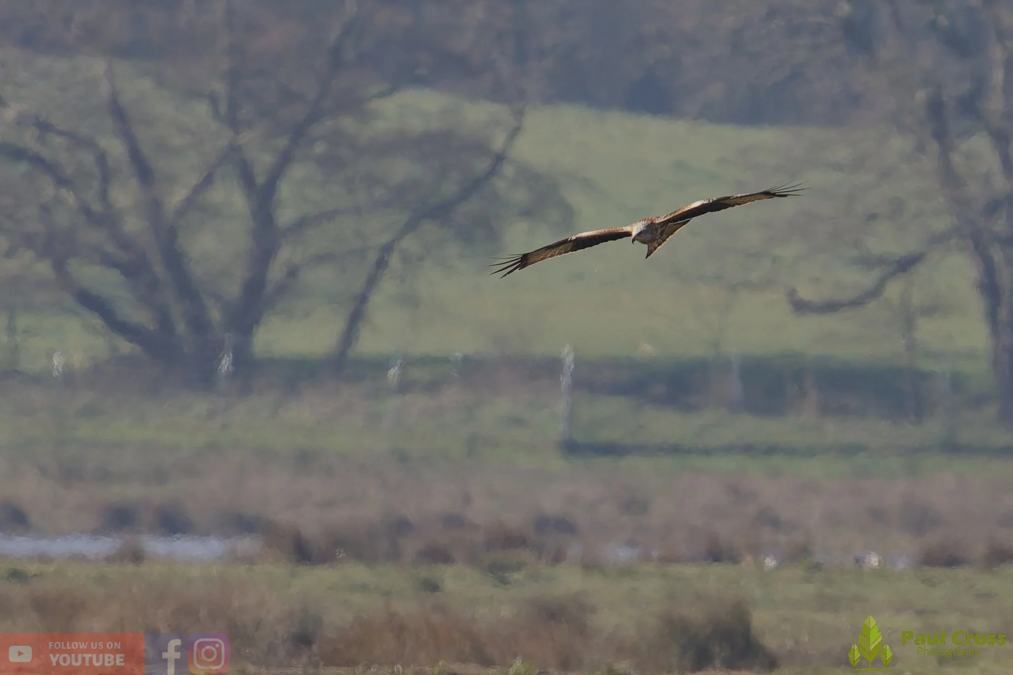 Red Kite-00455.jpg