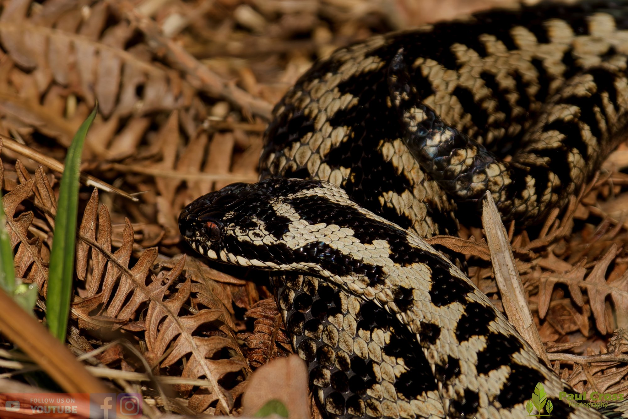 Common European Adder-00008.jpg