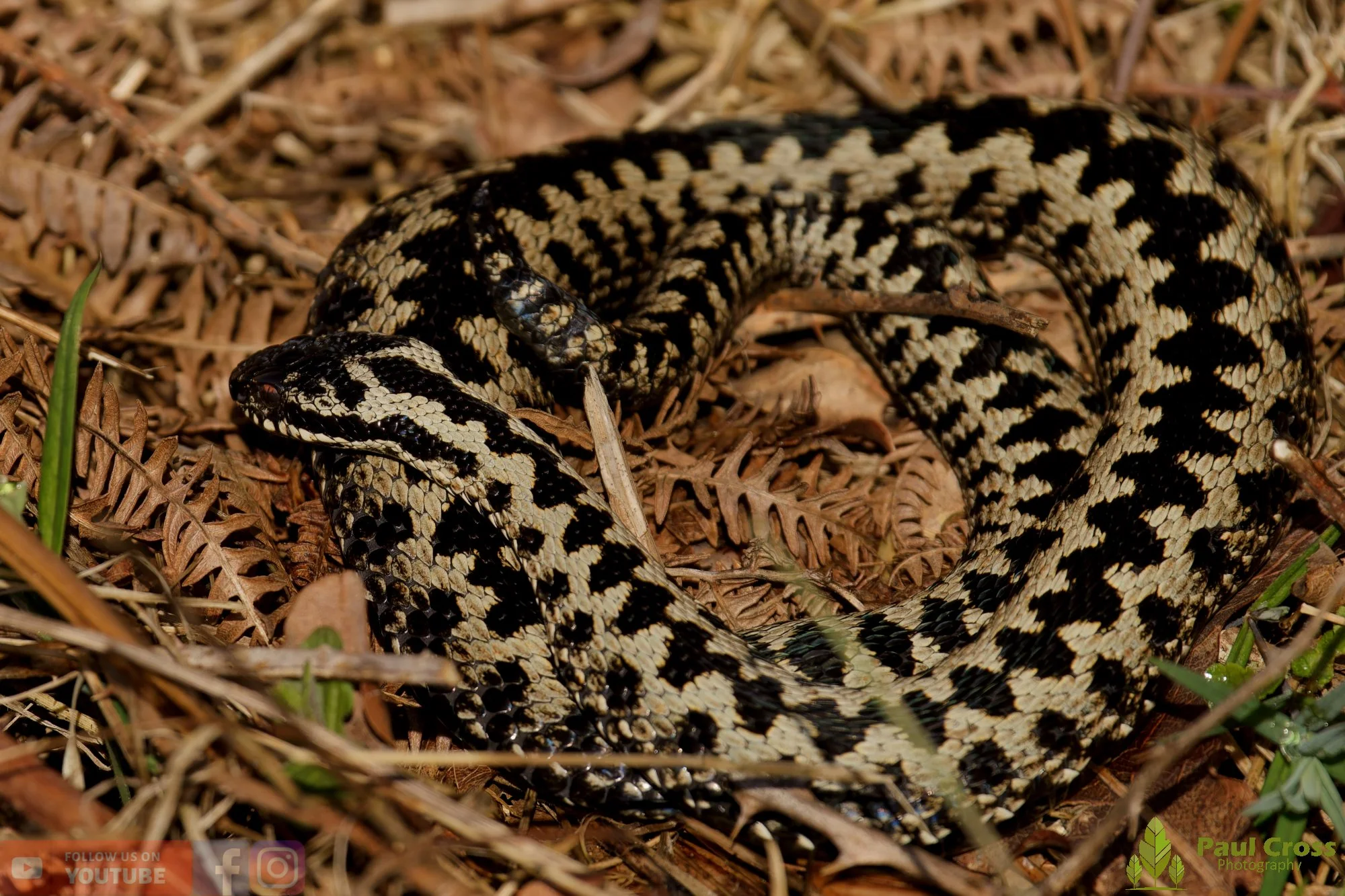 Common European Adder-00007.jpg