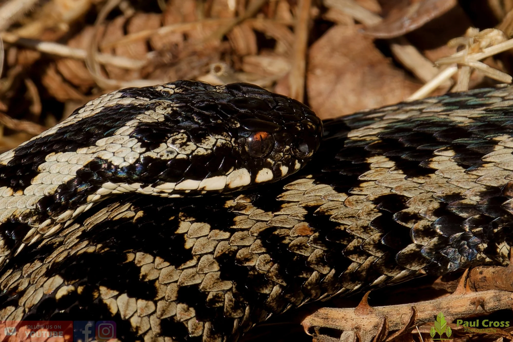 Common European Adder-00010.jpg