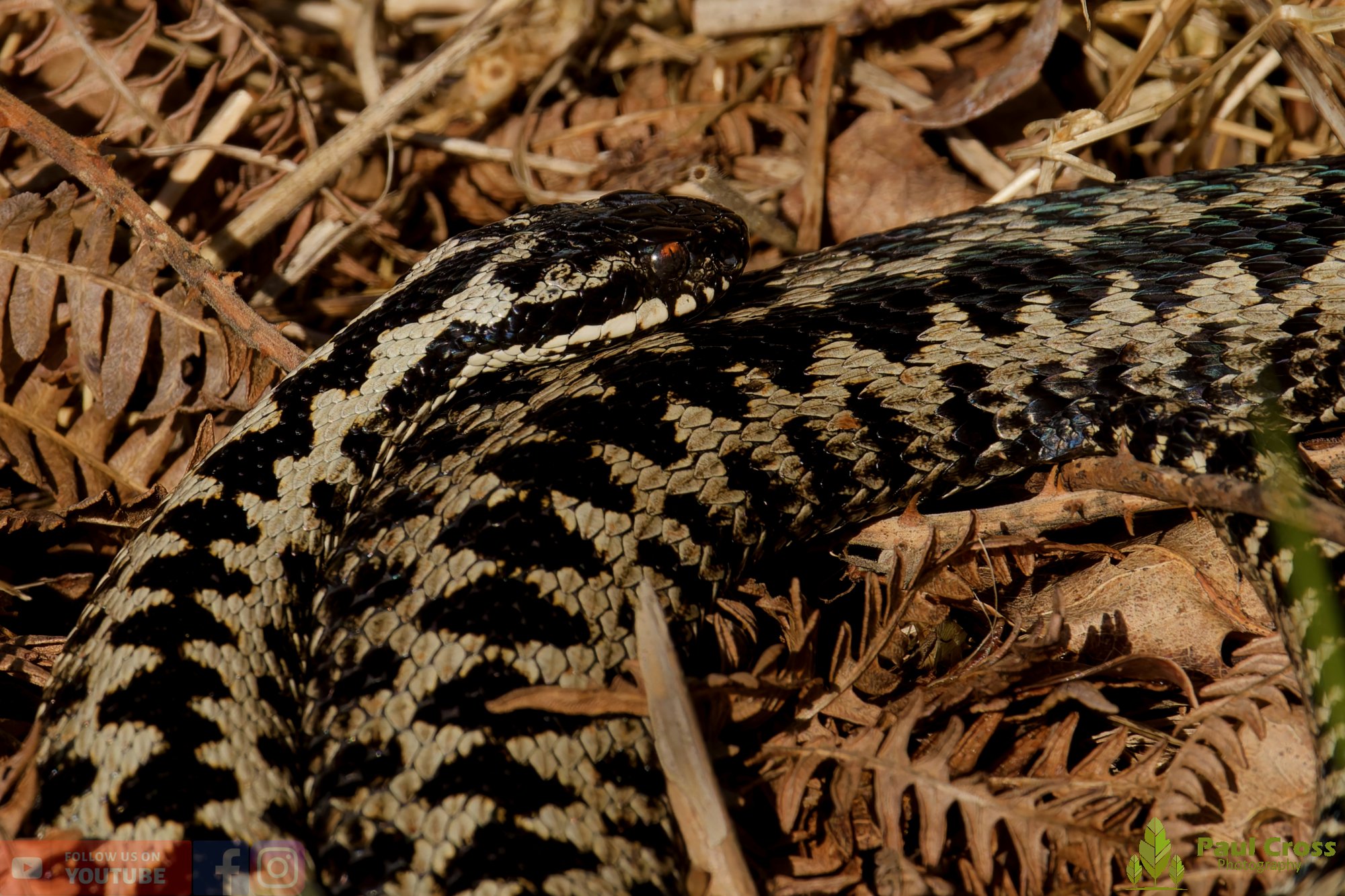 Common European Adder-00011.jpg