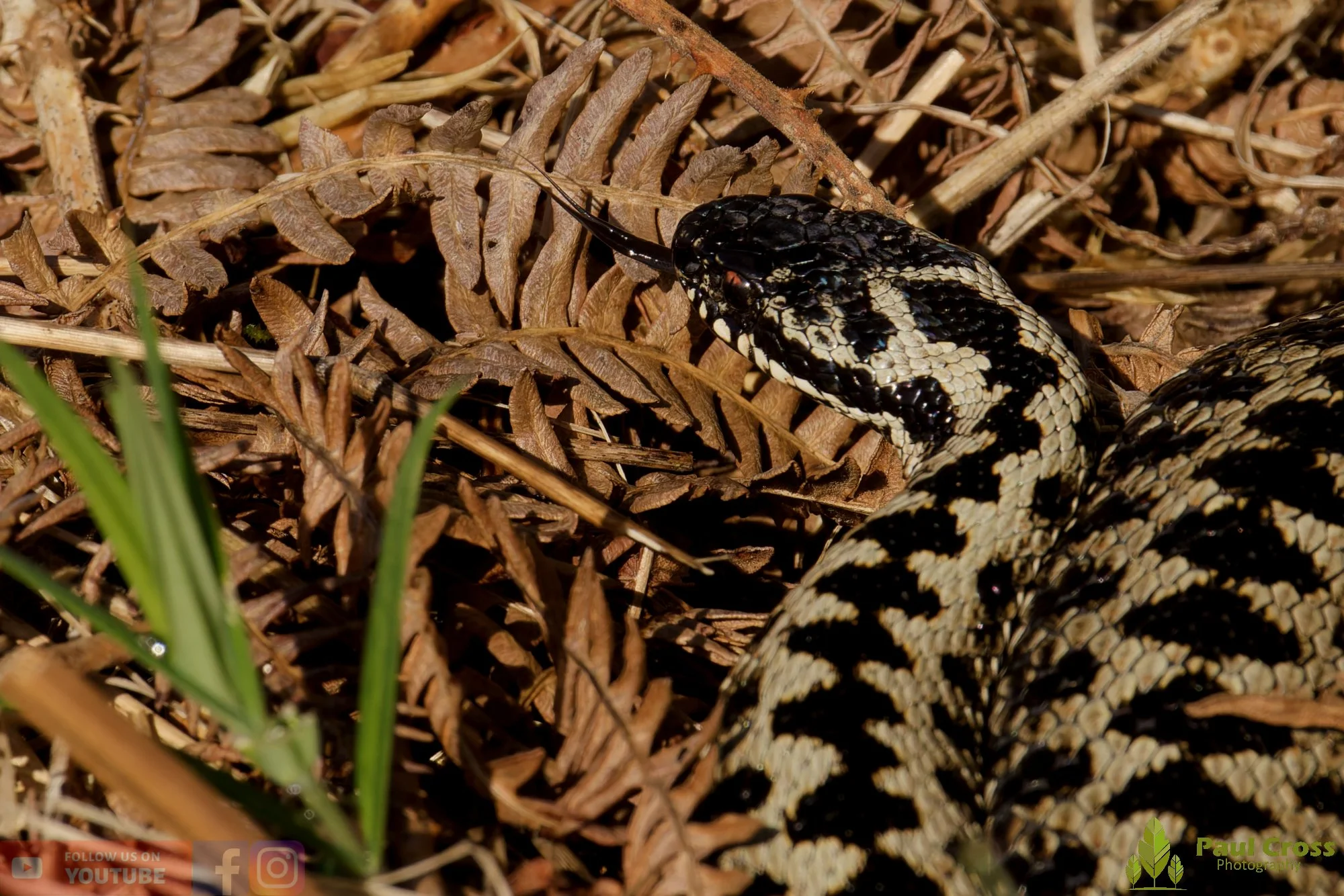 Common European Adder-00012.jpg
