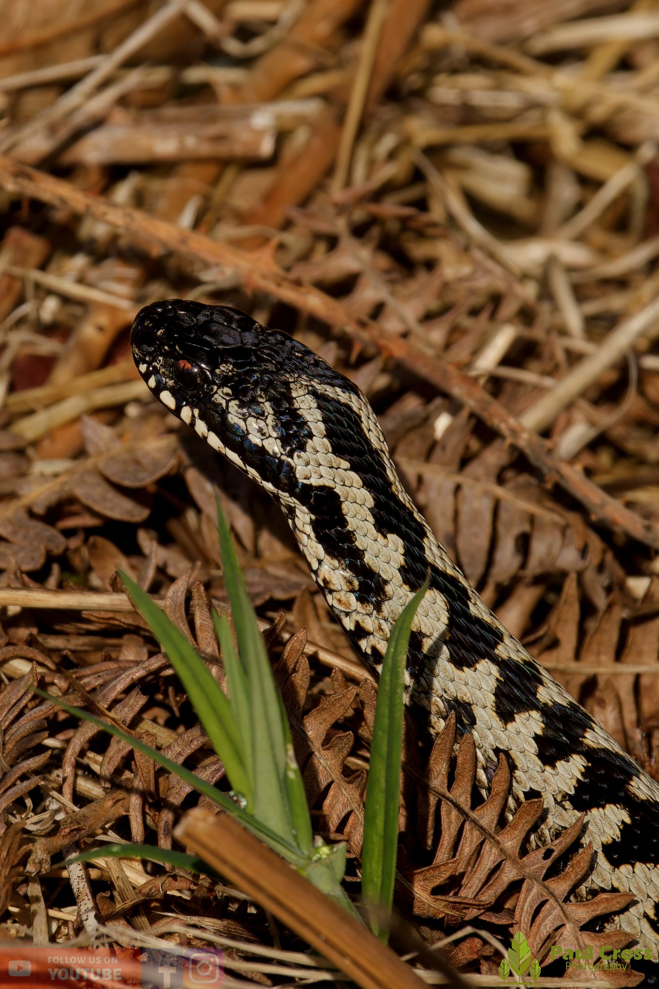 Common European Adder-00013.jpg