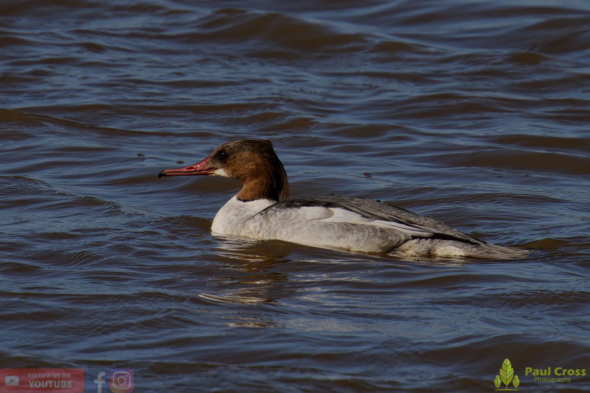 Goosander-00020.jpg
