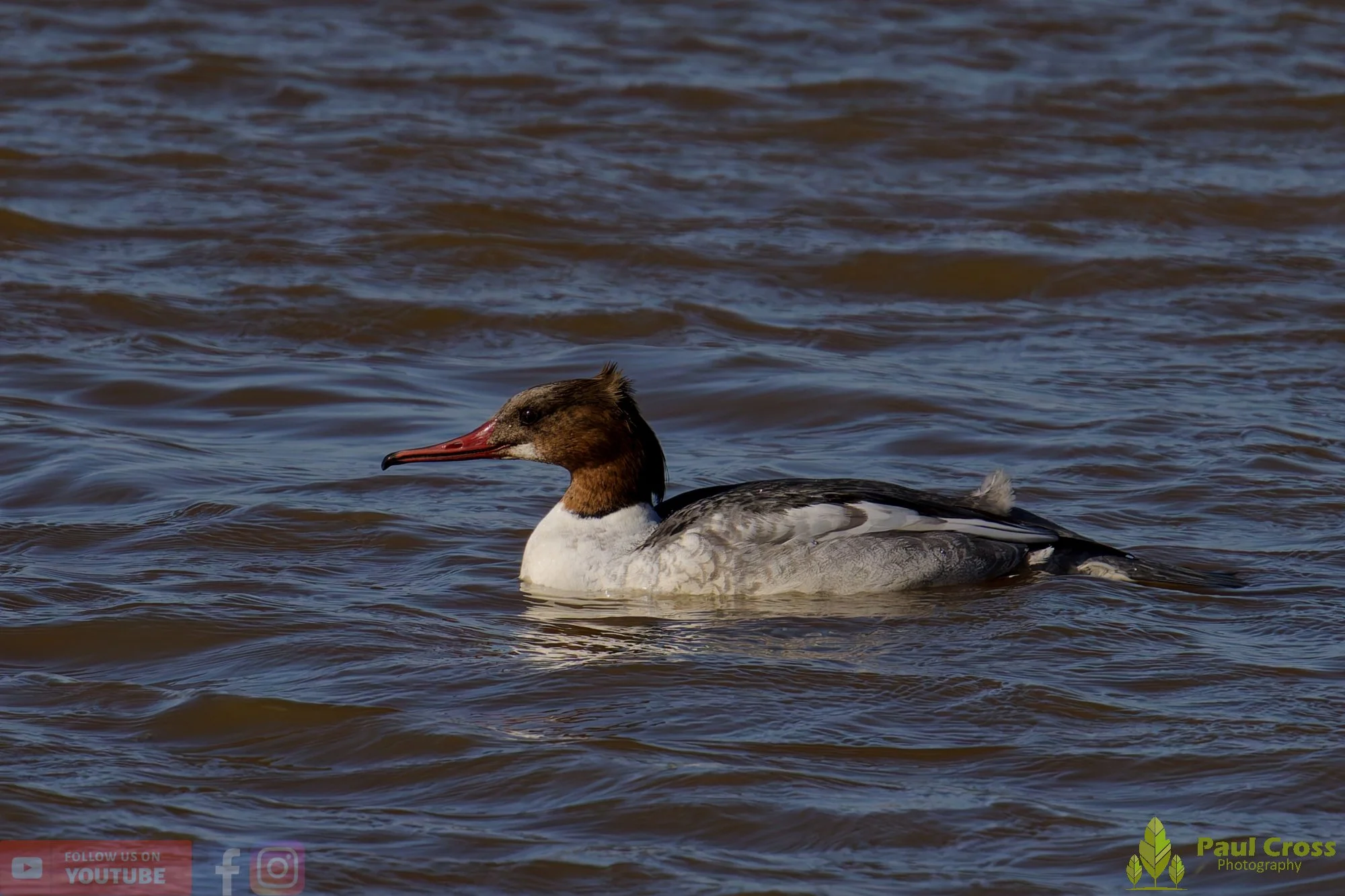 Goosander-00021.jpg