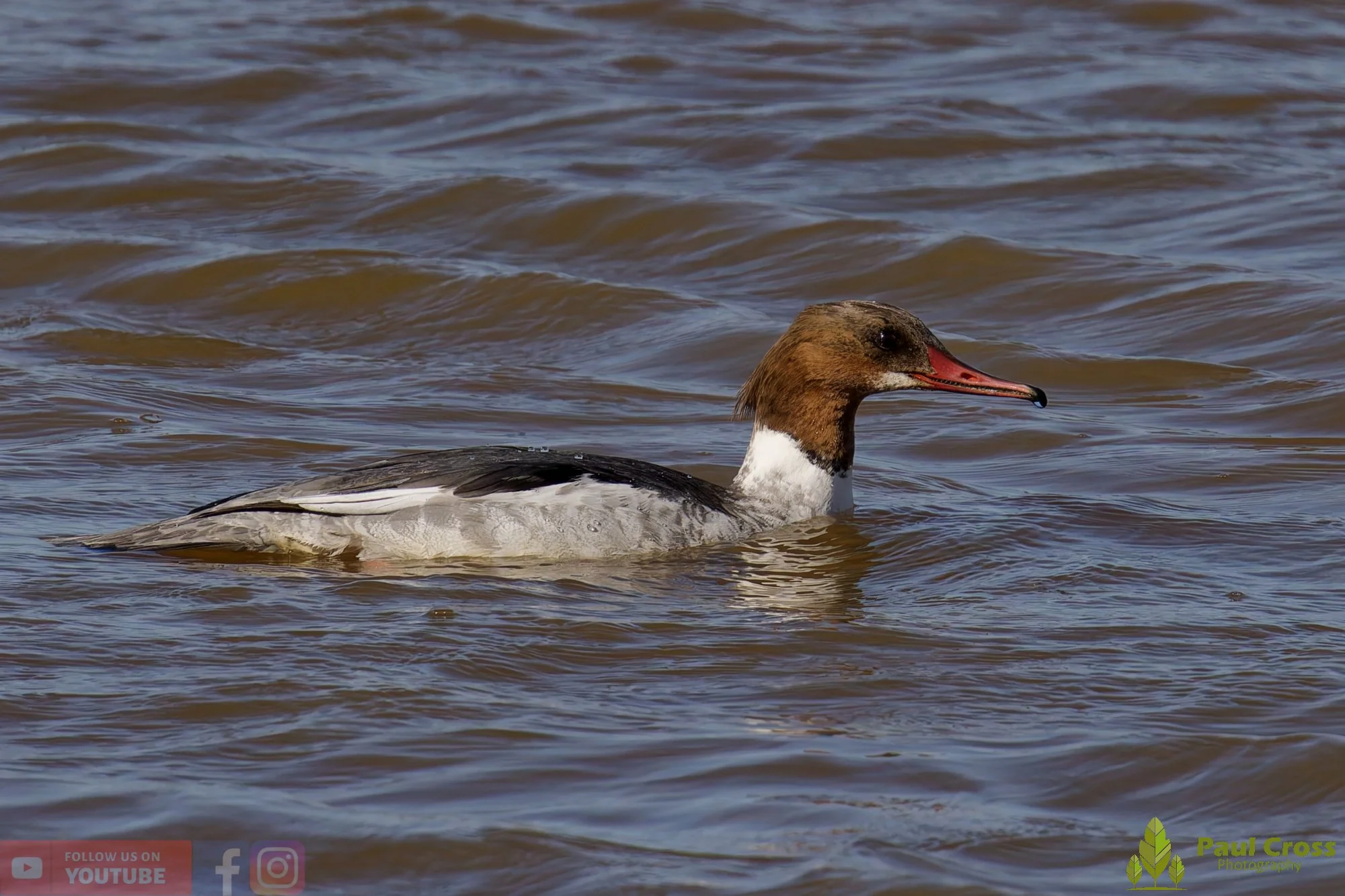 Goosander-00024.jpg