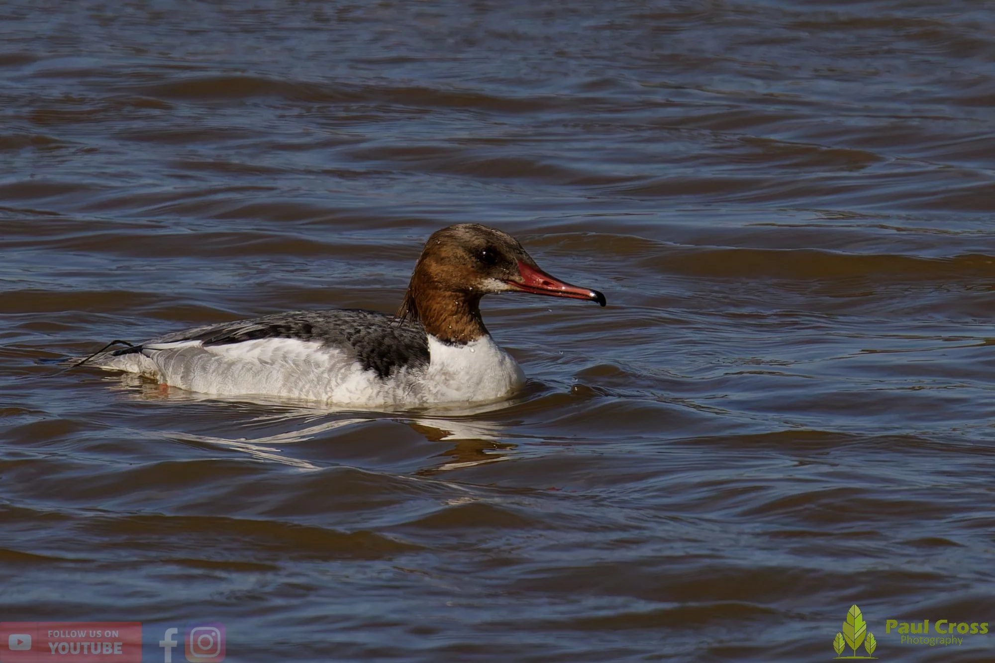 Goosander-00025.jpg
