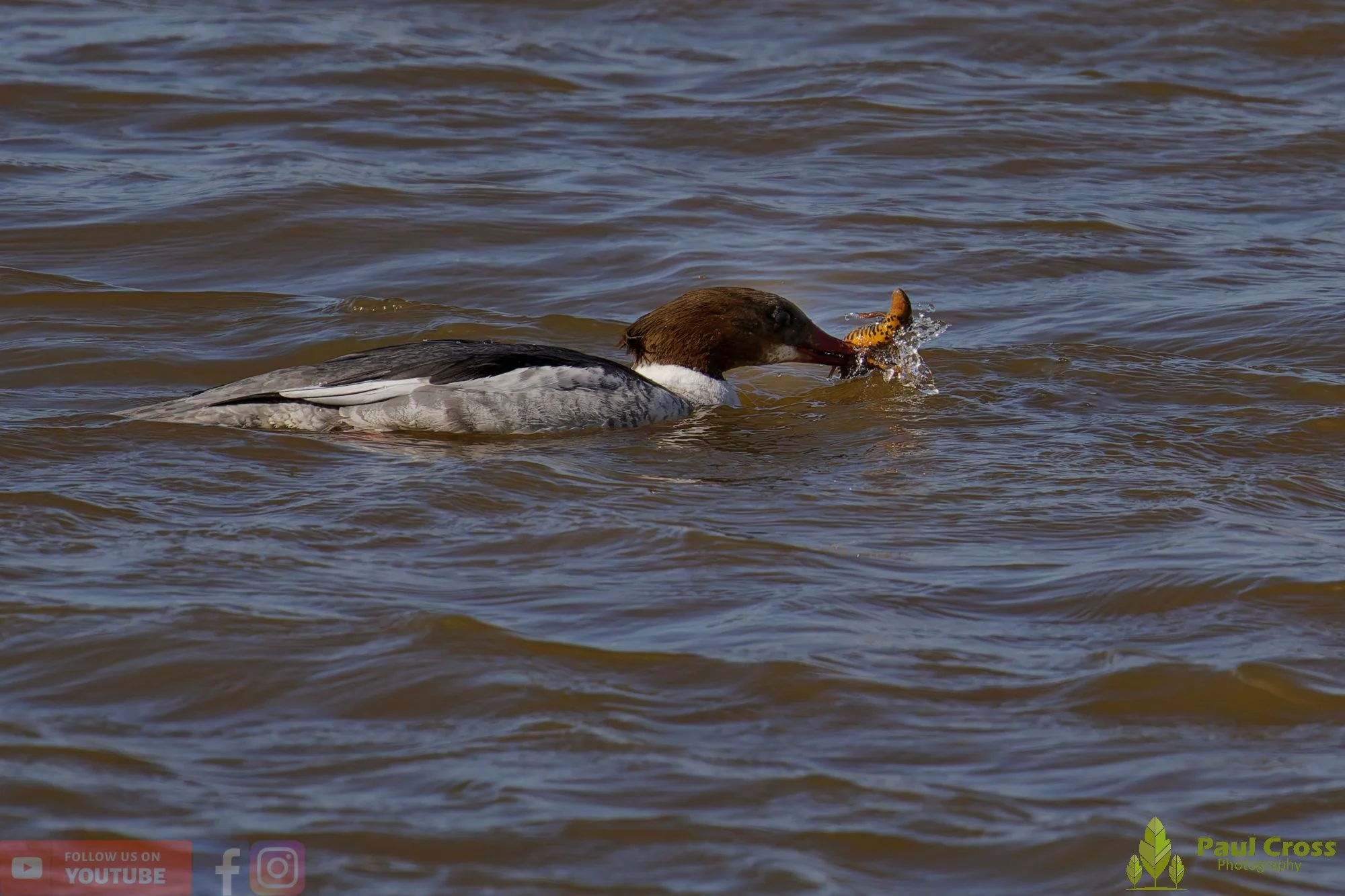Goosander-00028.jpg