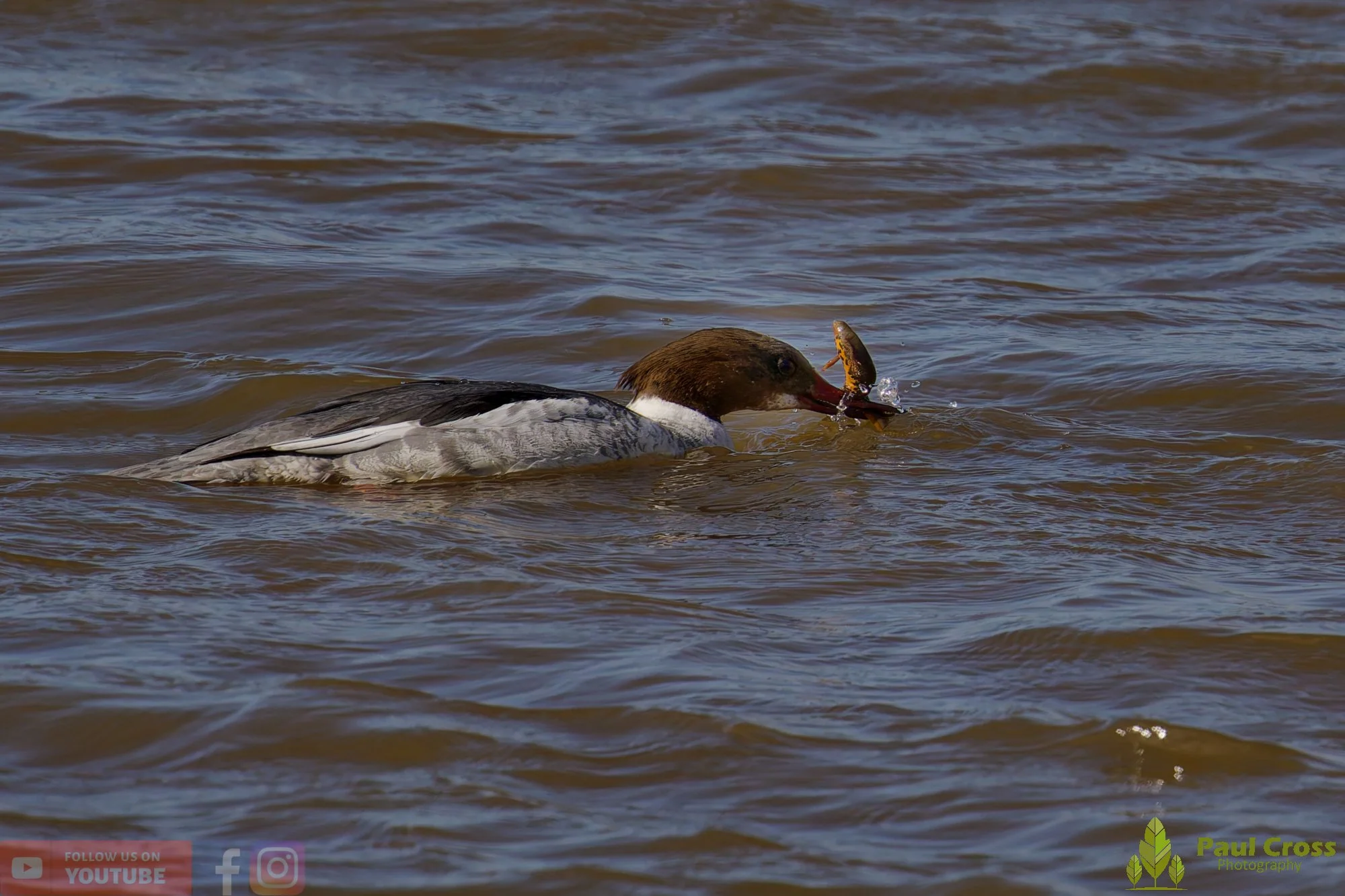 Goosander-00029.jpg