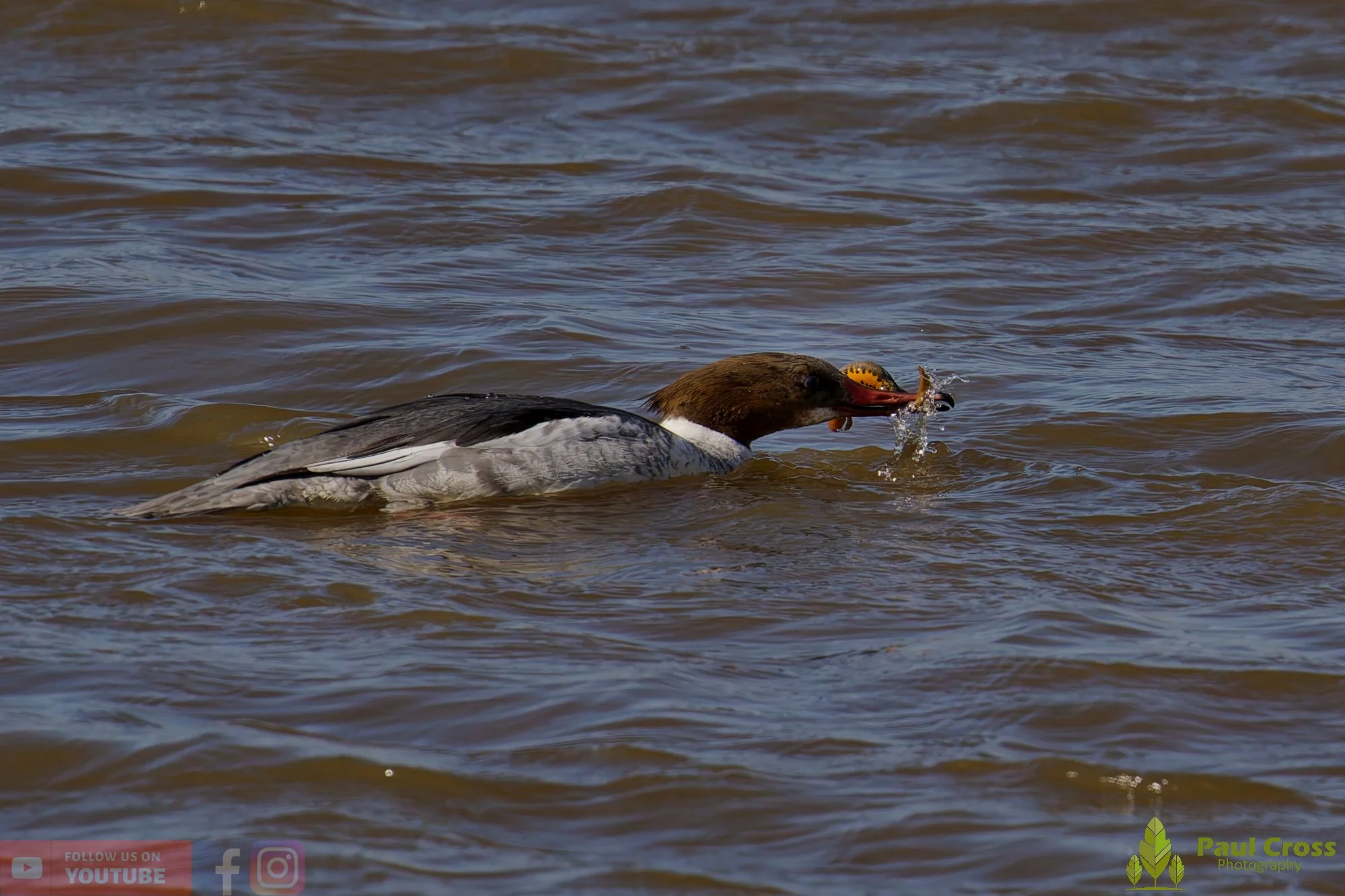 Goosander-00030.jpg