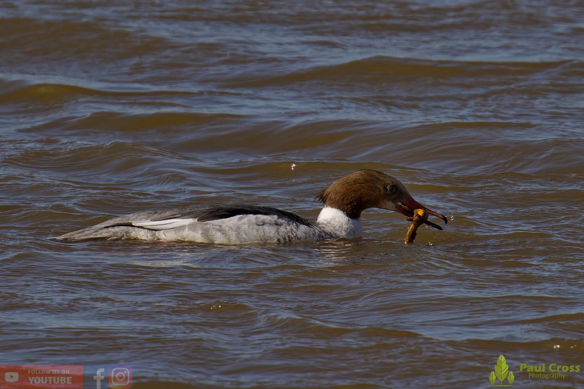 Goosander-00032.jpg