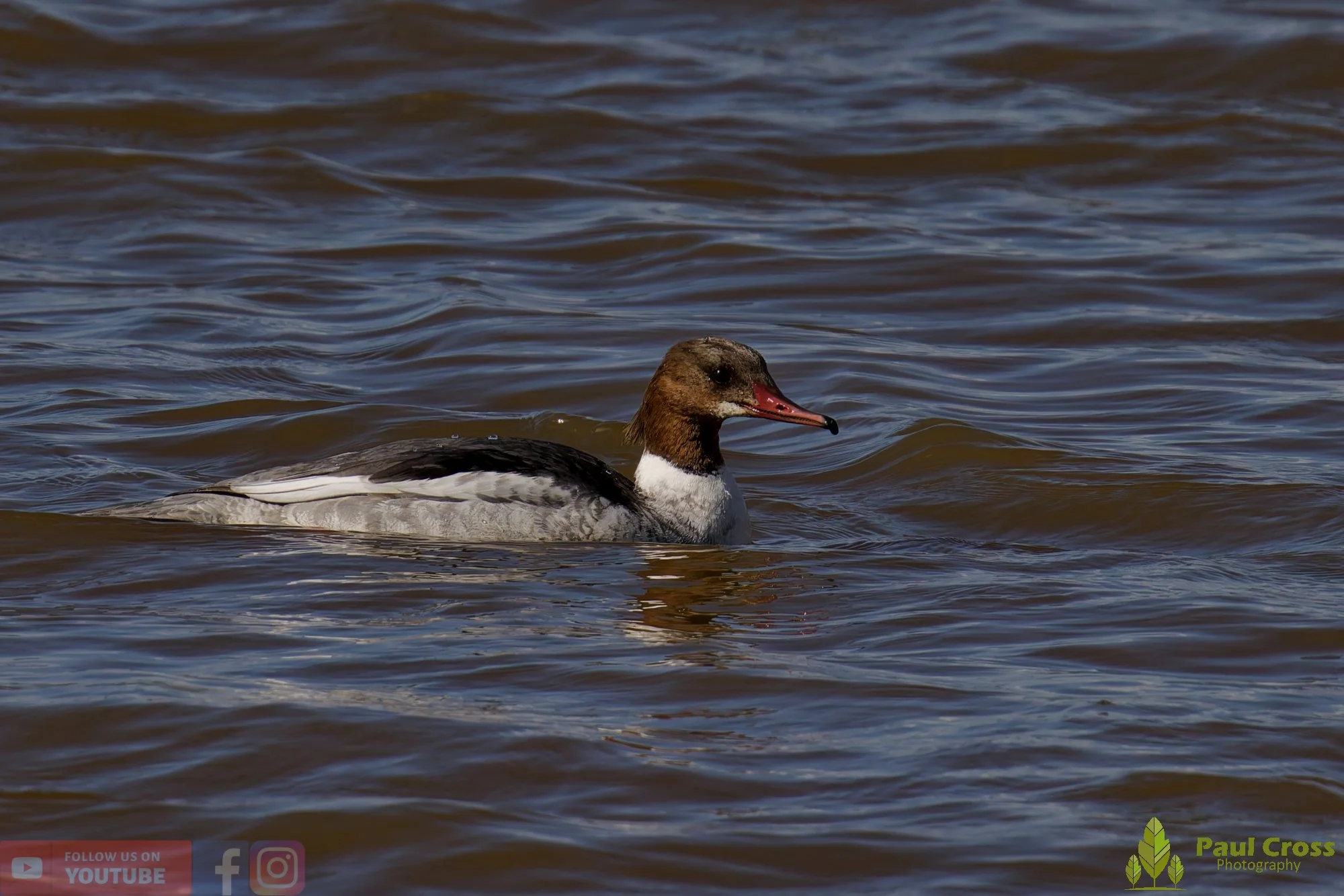 Goosander-00033.jpg