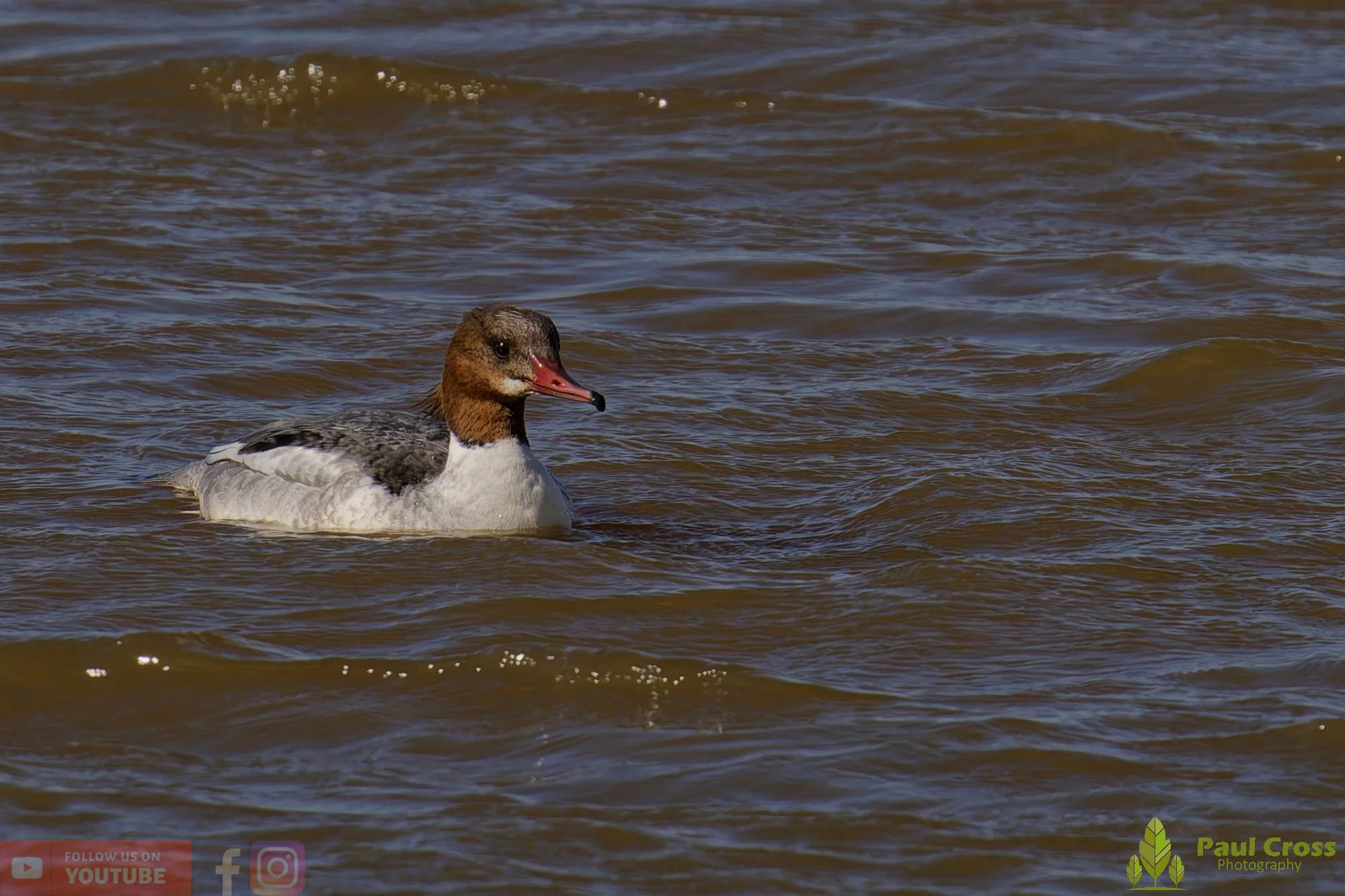 Goosander-00034.jpg