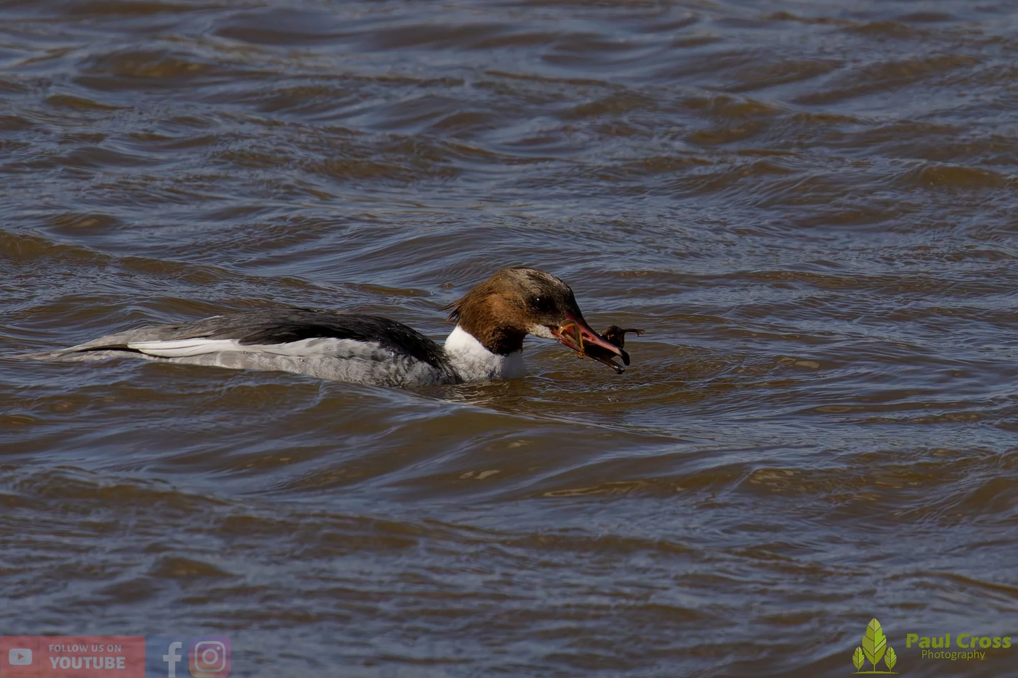 Goosander-00035.jpg
