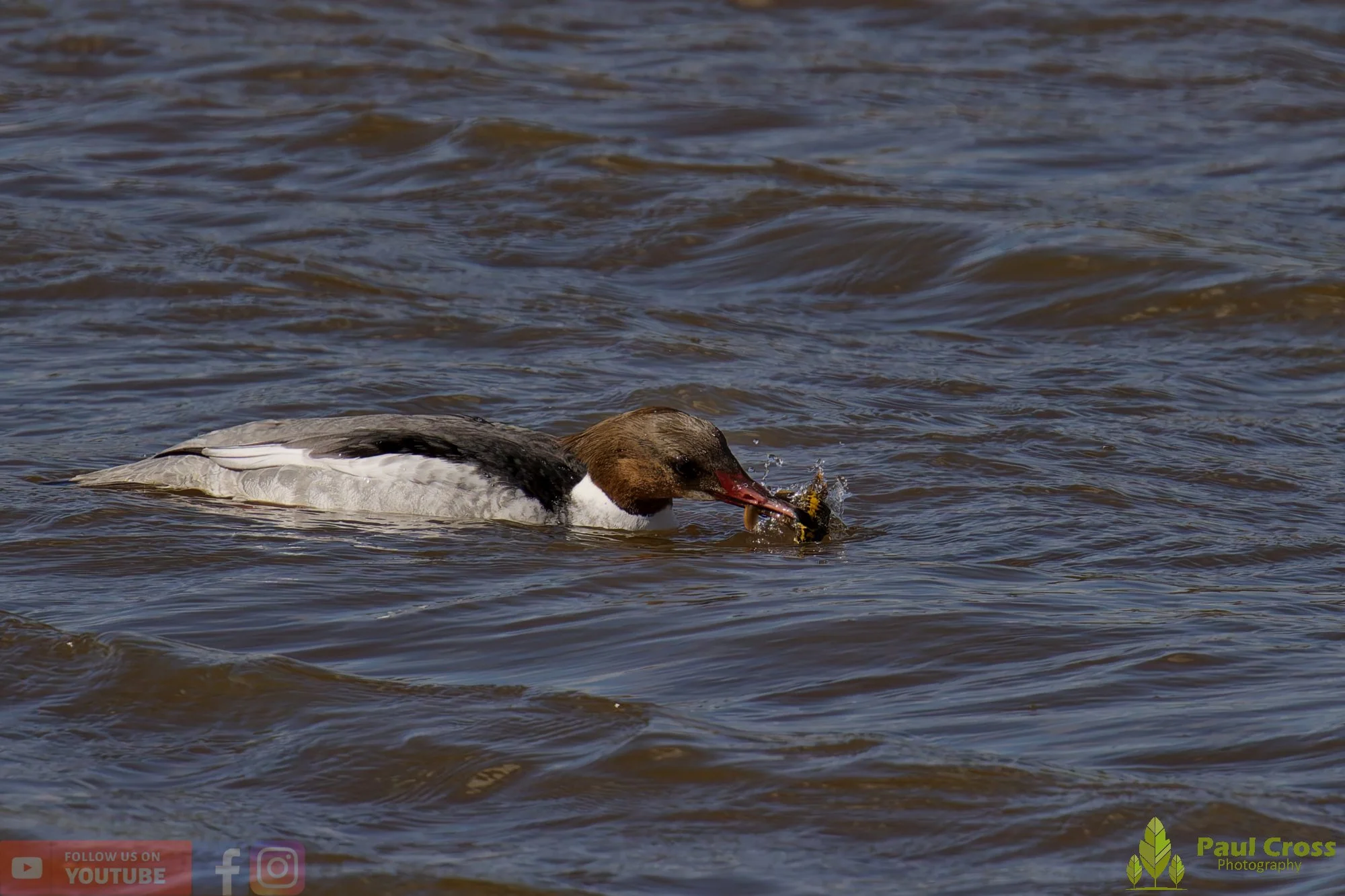 Goosander-00036.jpg