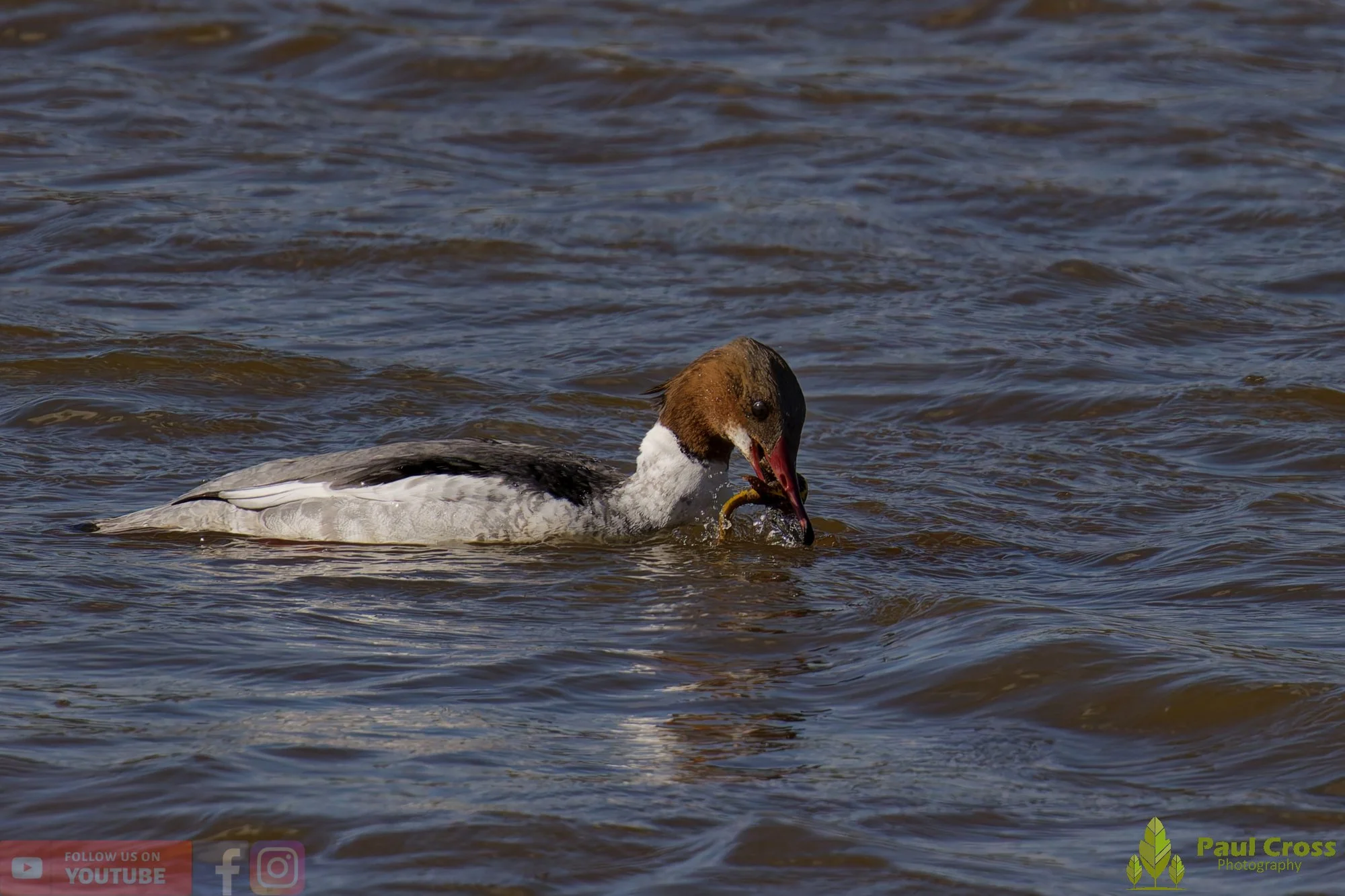 Goosander-00037.jpg