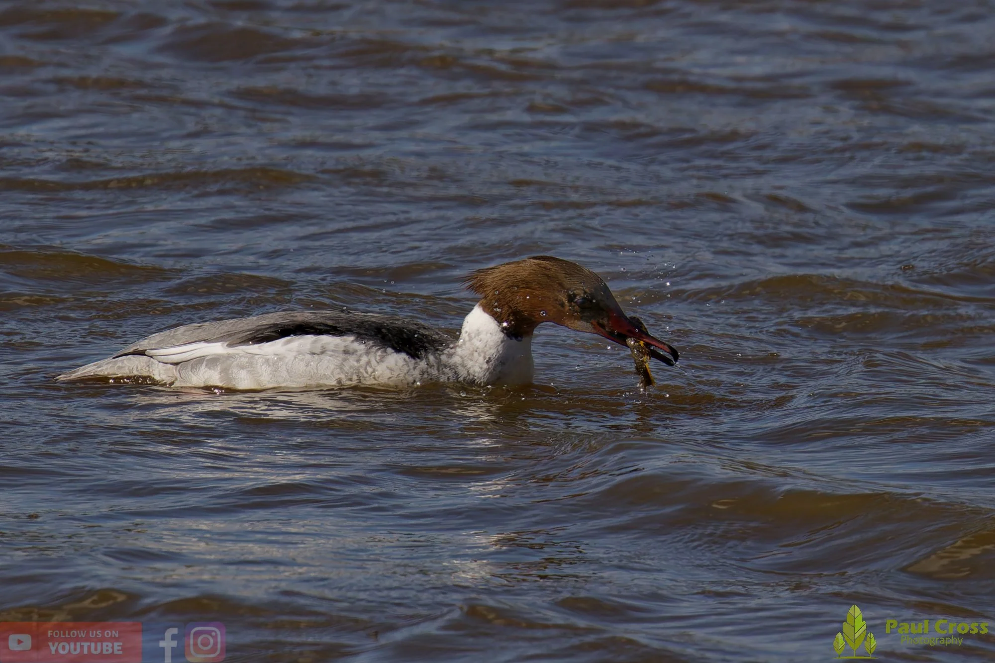 Goosander-00038.jpg