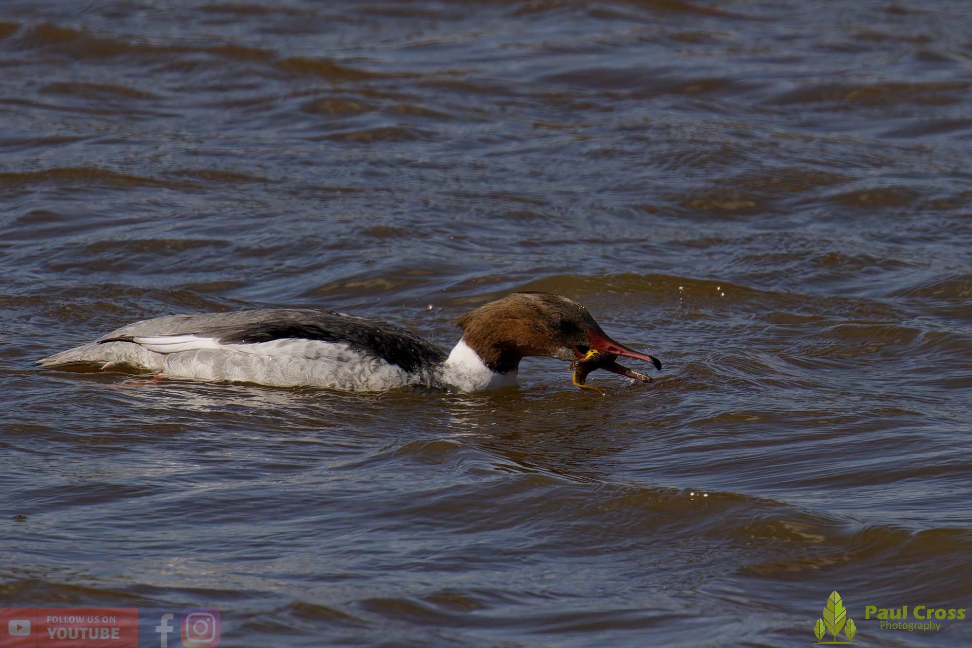 Goosander-00040.jpg