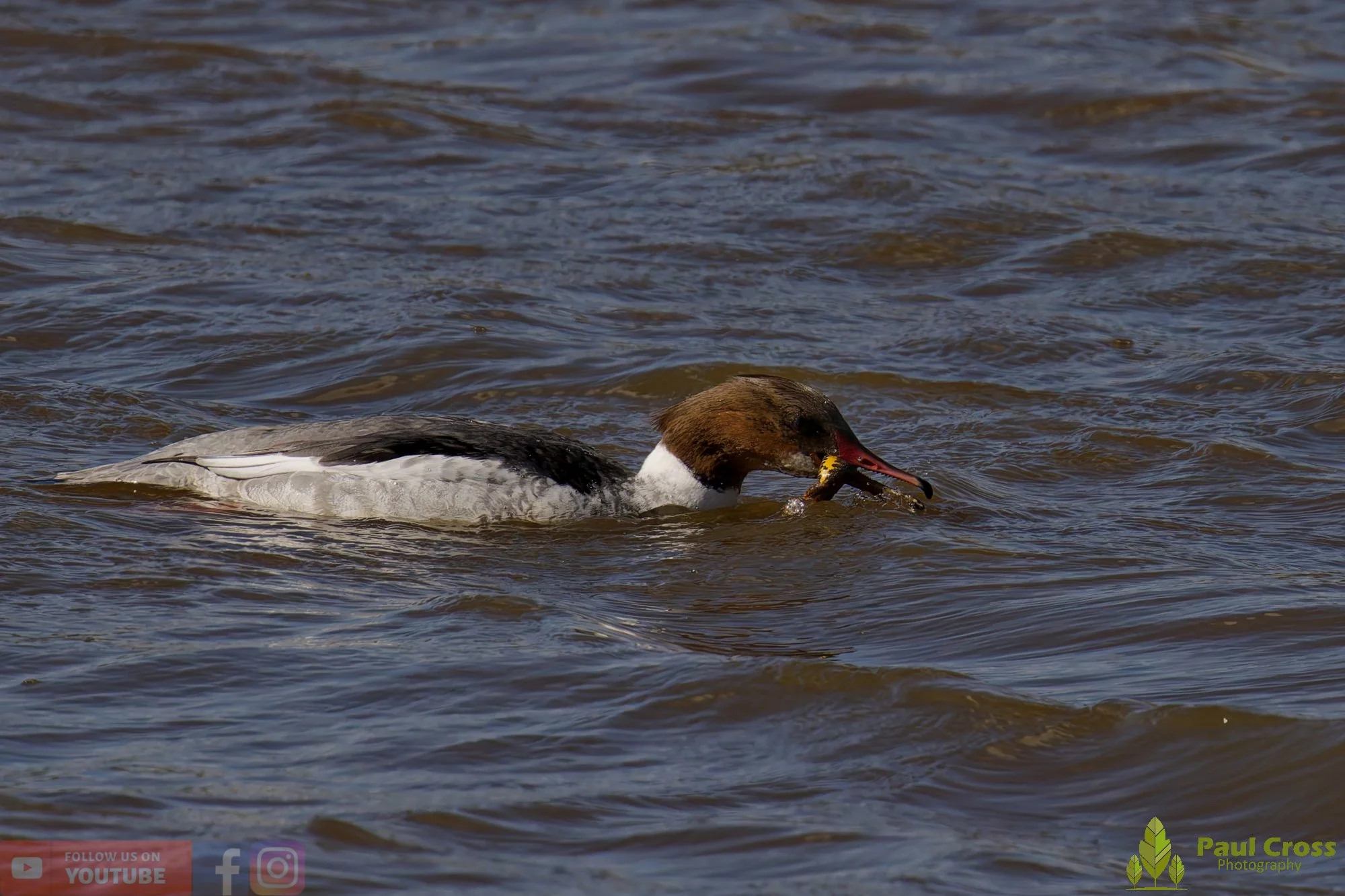 Goosander-00041.jpg