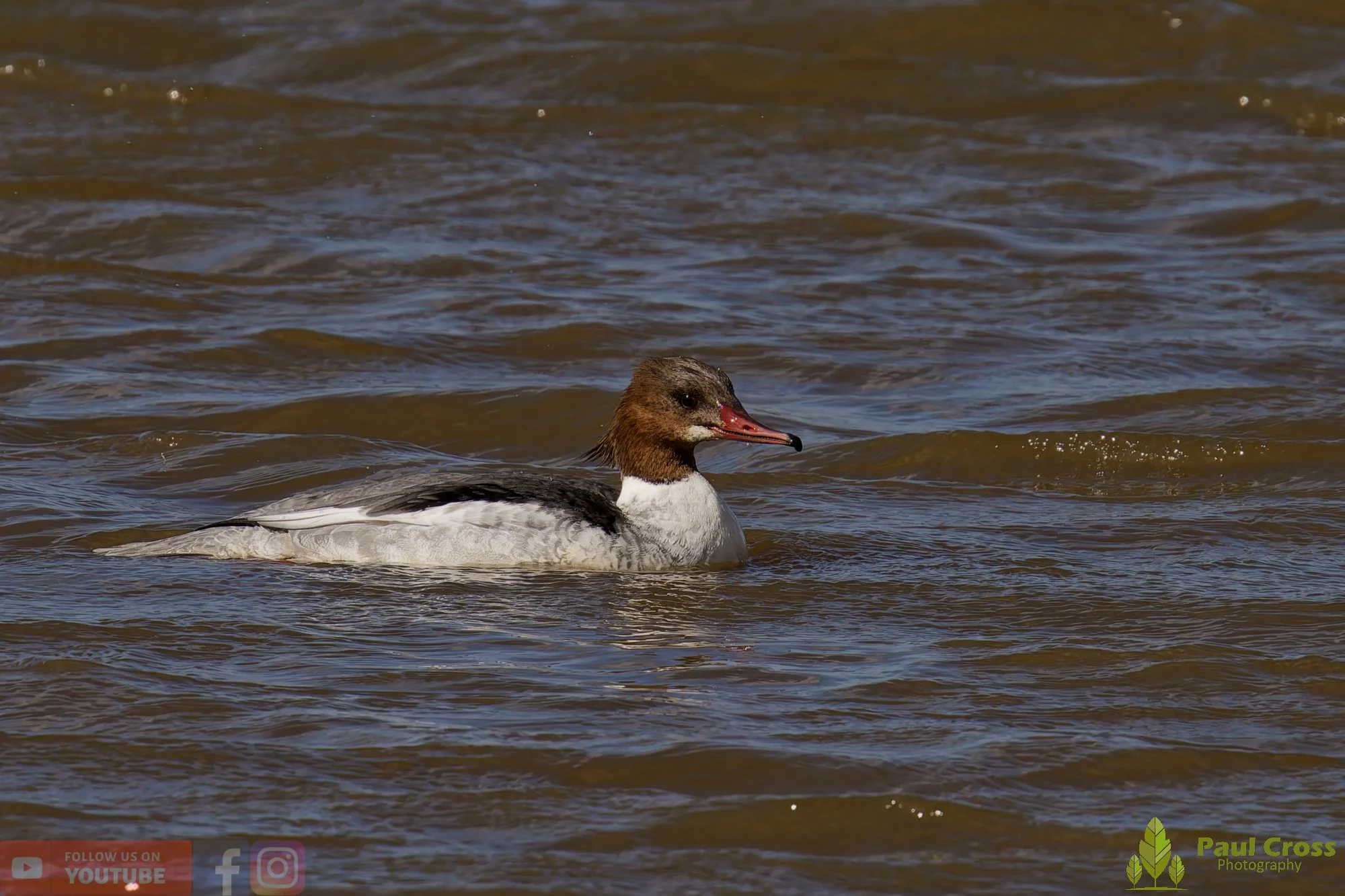 Goosander-00043.jpg