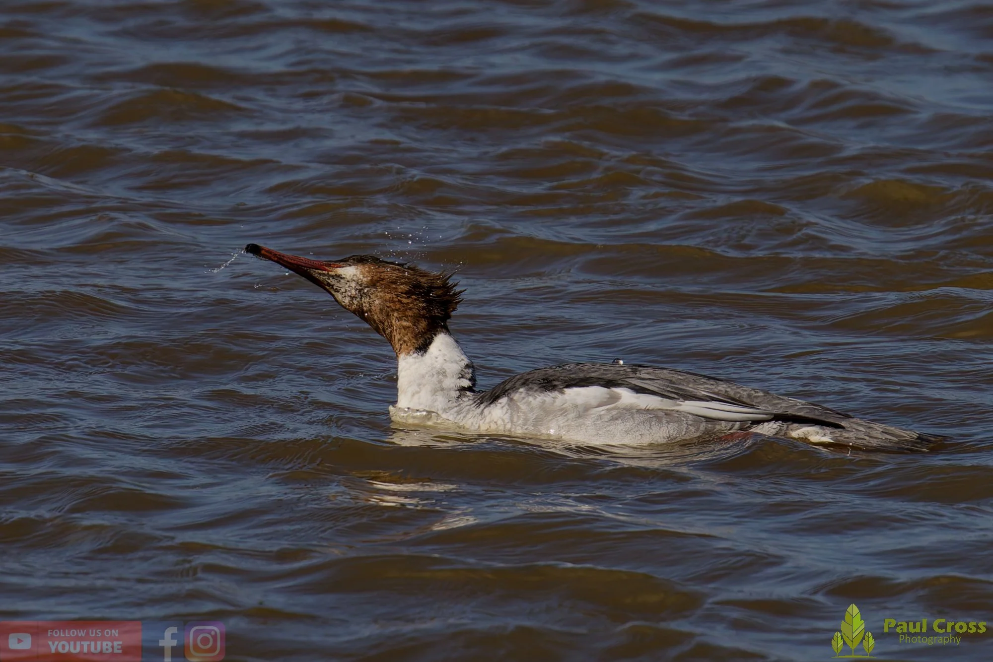 Goosander-00045.jpg