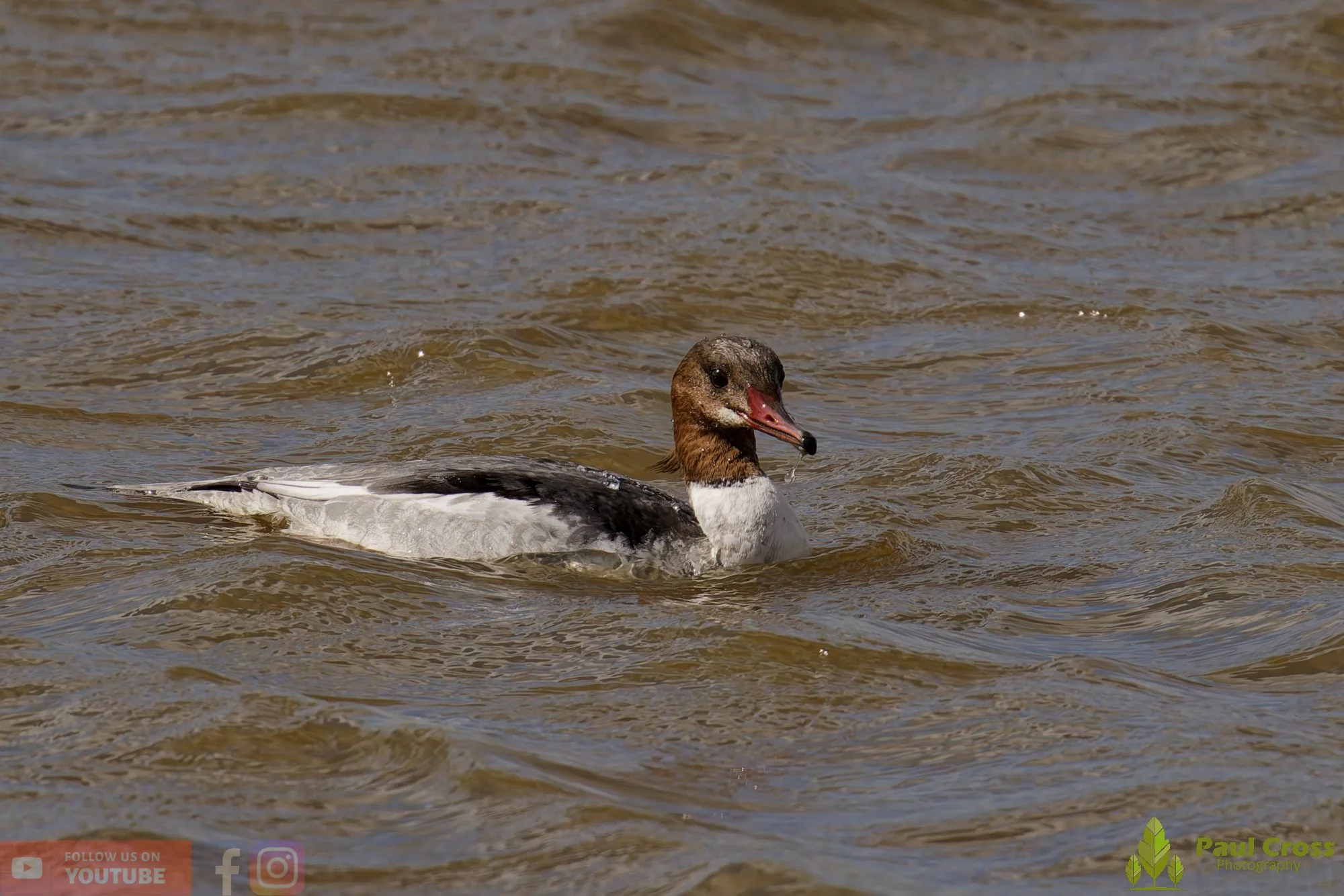 Goosander-00046.jpg