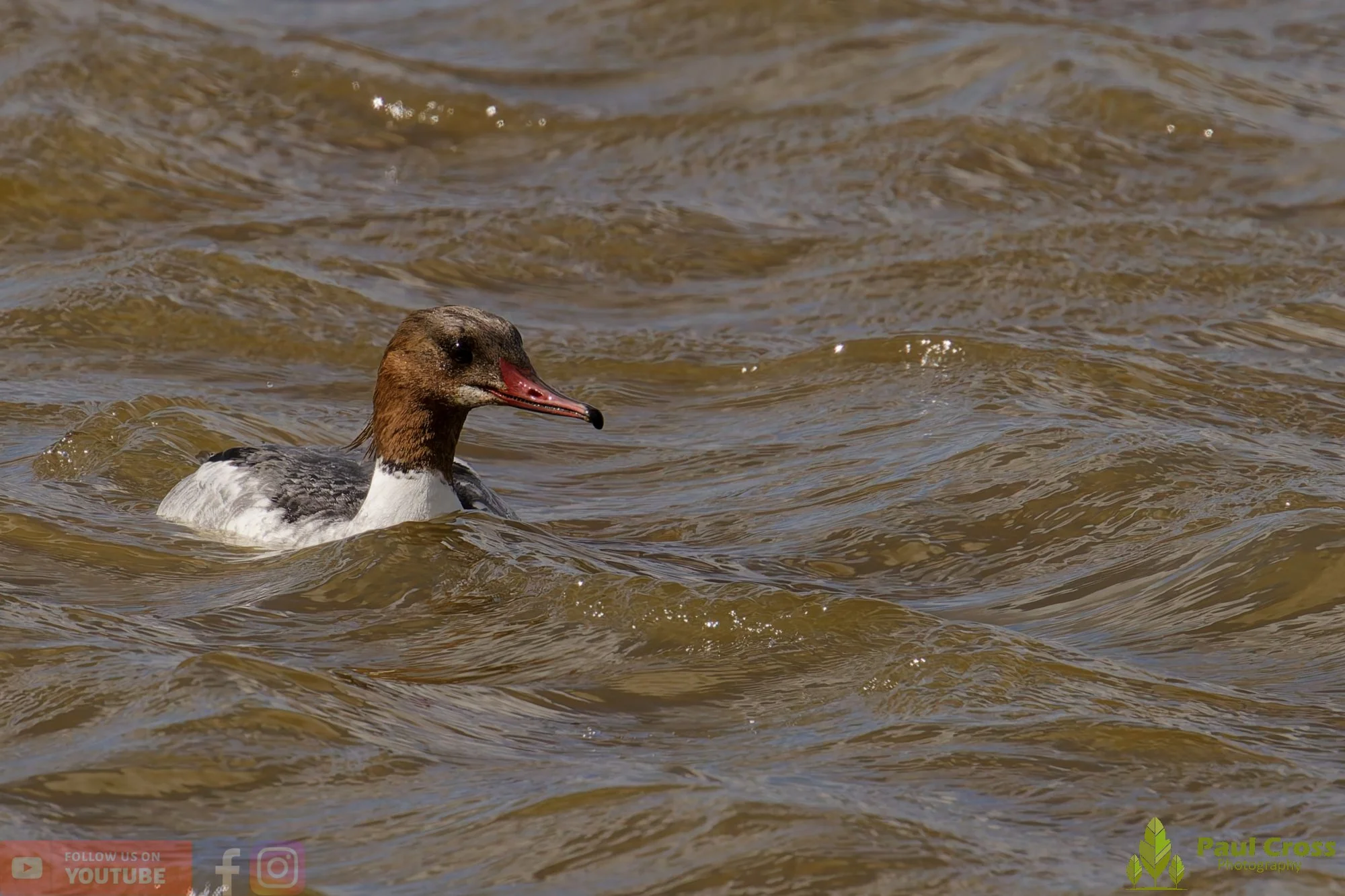 Goosander-00048.jpg