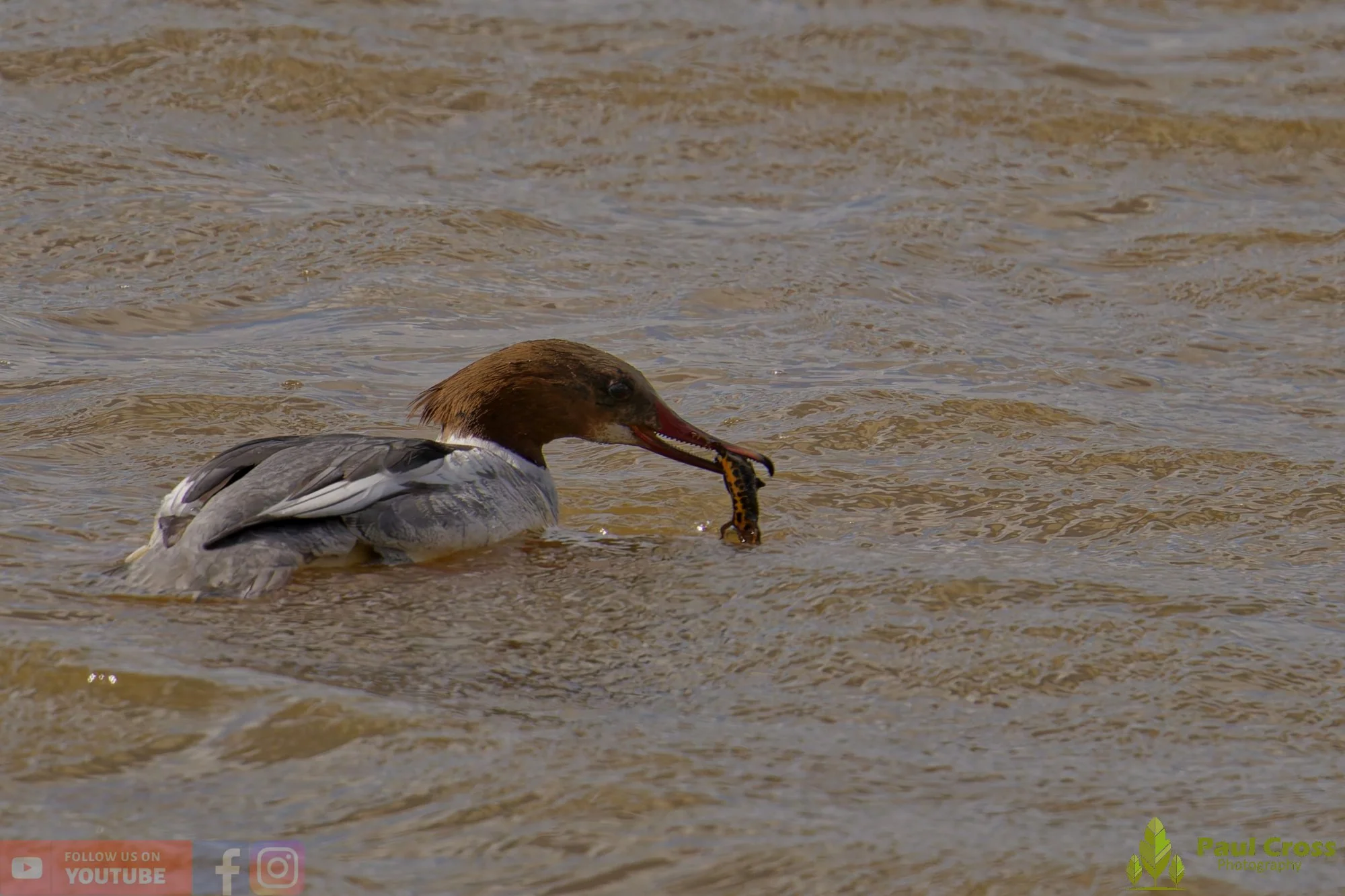Goosander-00049.jpg