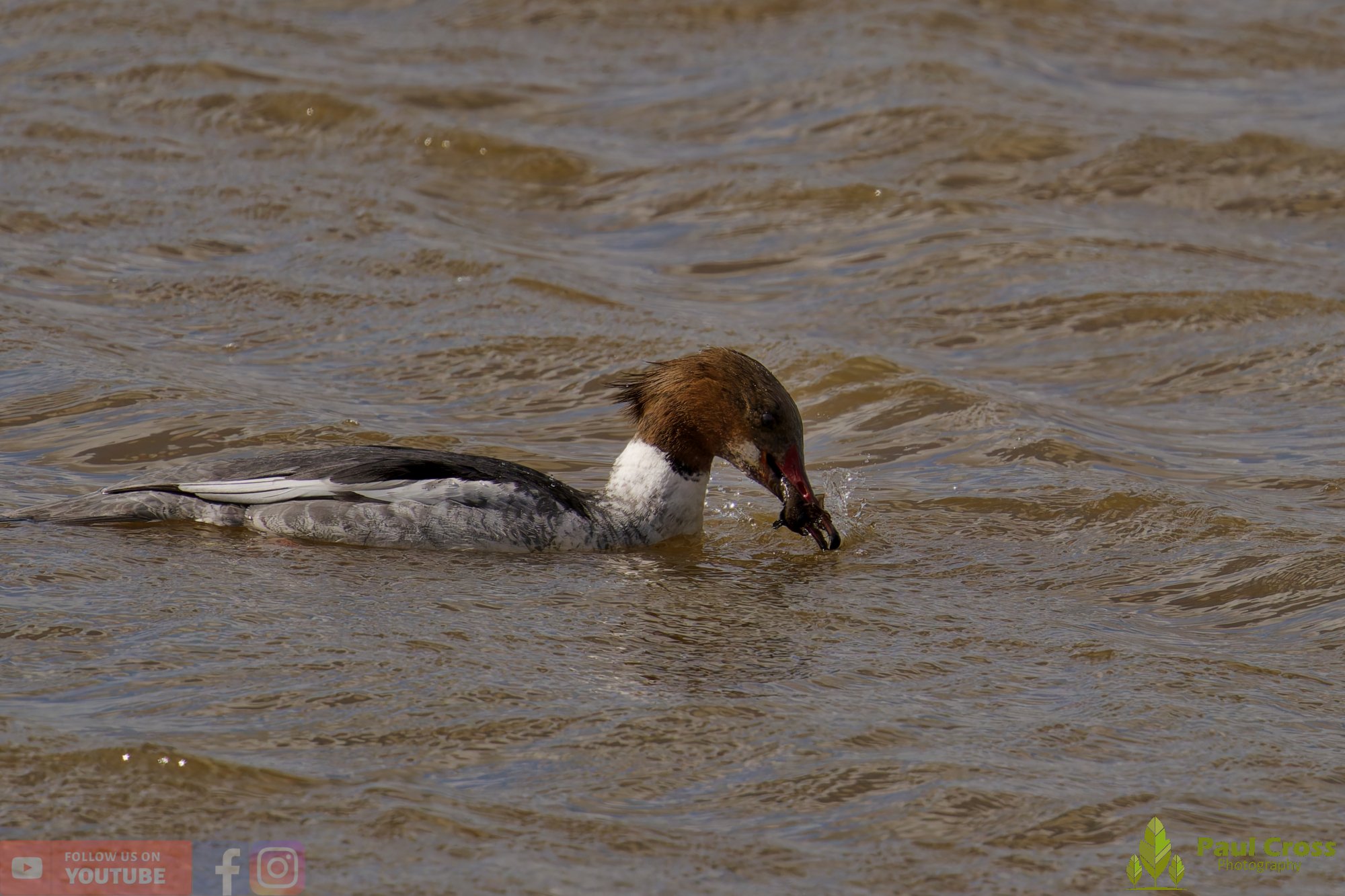 Goosander-00050.jpg