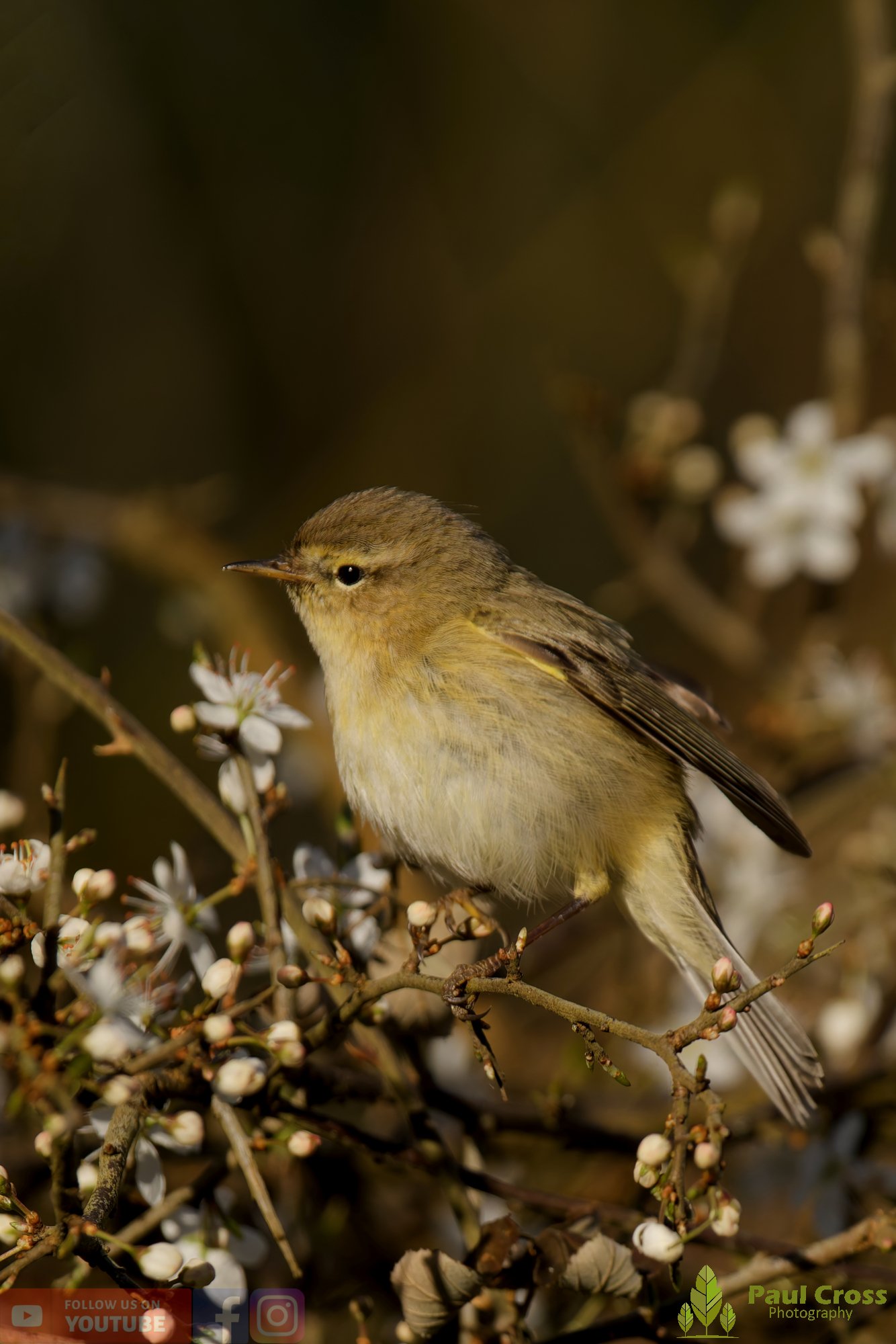 Chiffchaff-00142.jpg