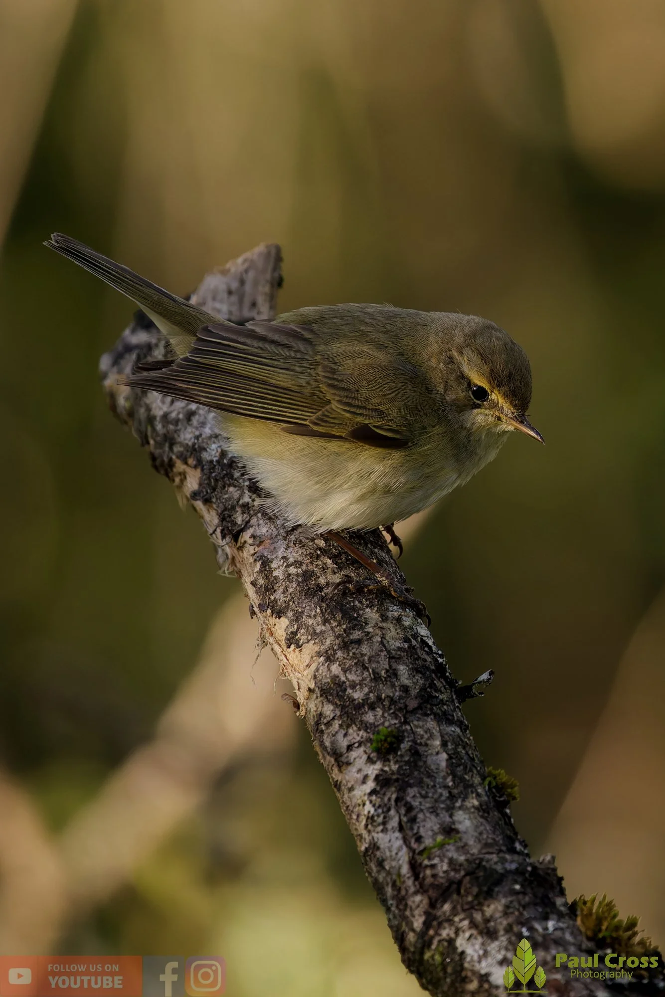 Chiffchaff-00141.jpg