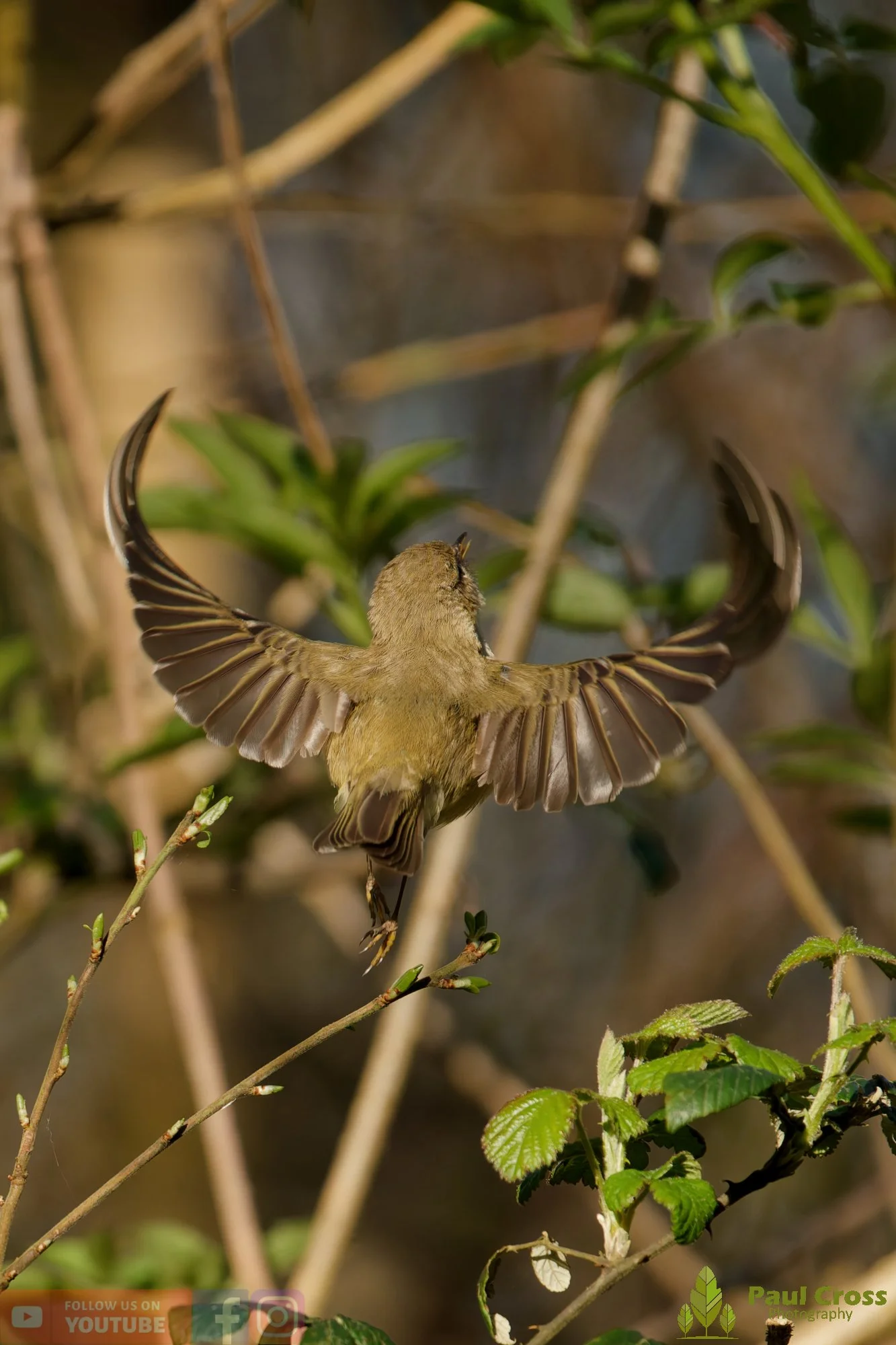 Chiffchaff-00143.jpg